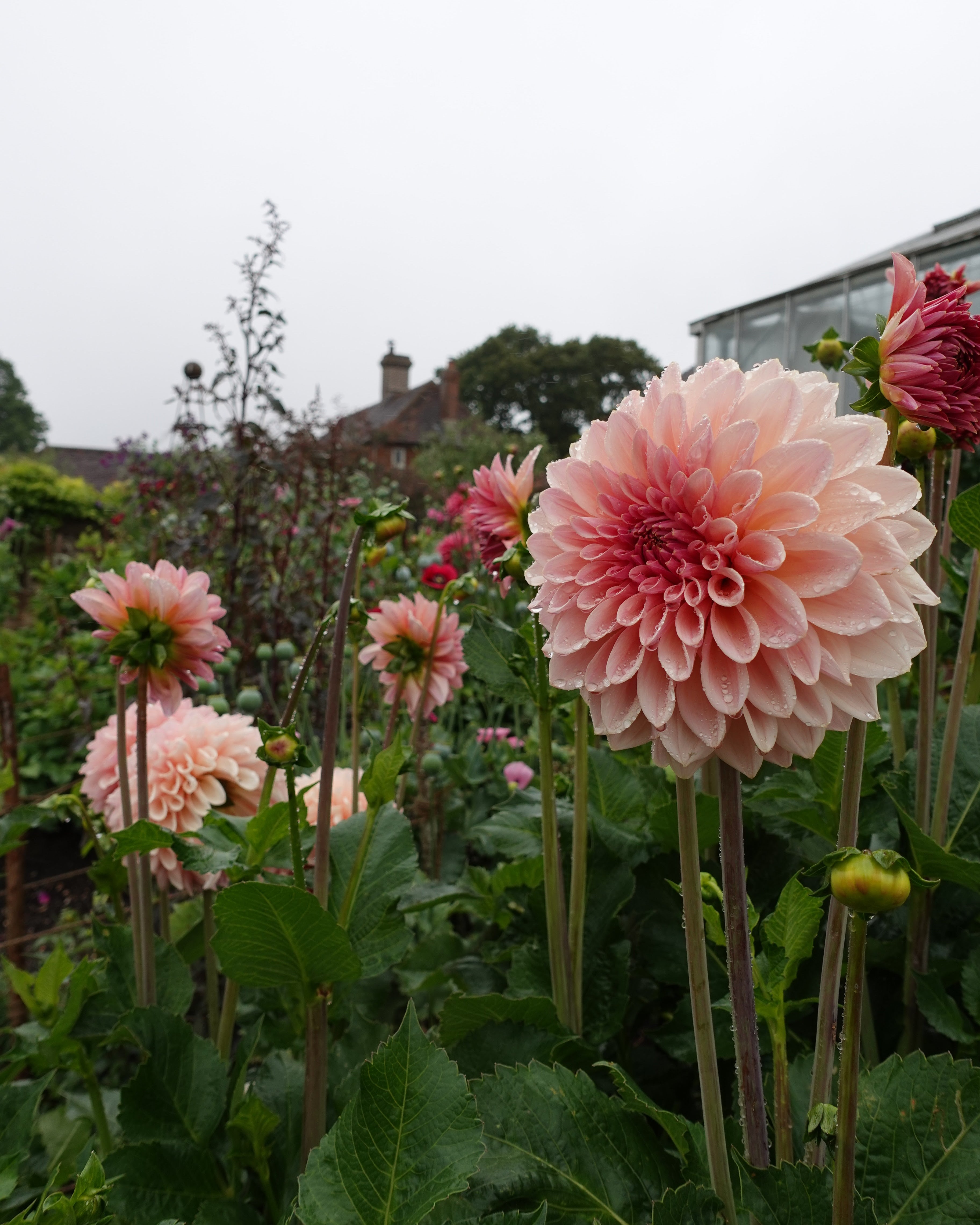 Beauty Queen georgine - detaljbilde av elegant blomst i myke rosa toner