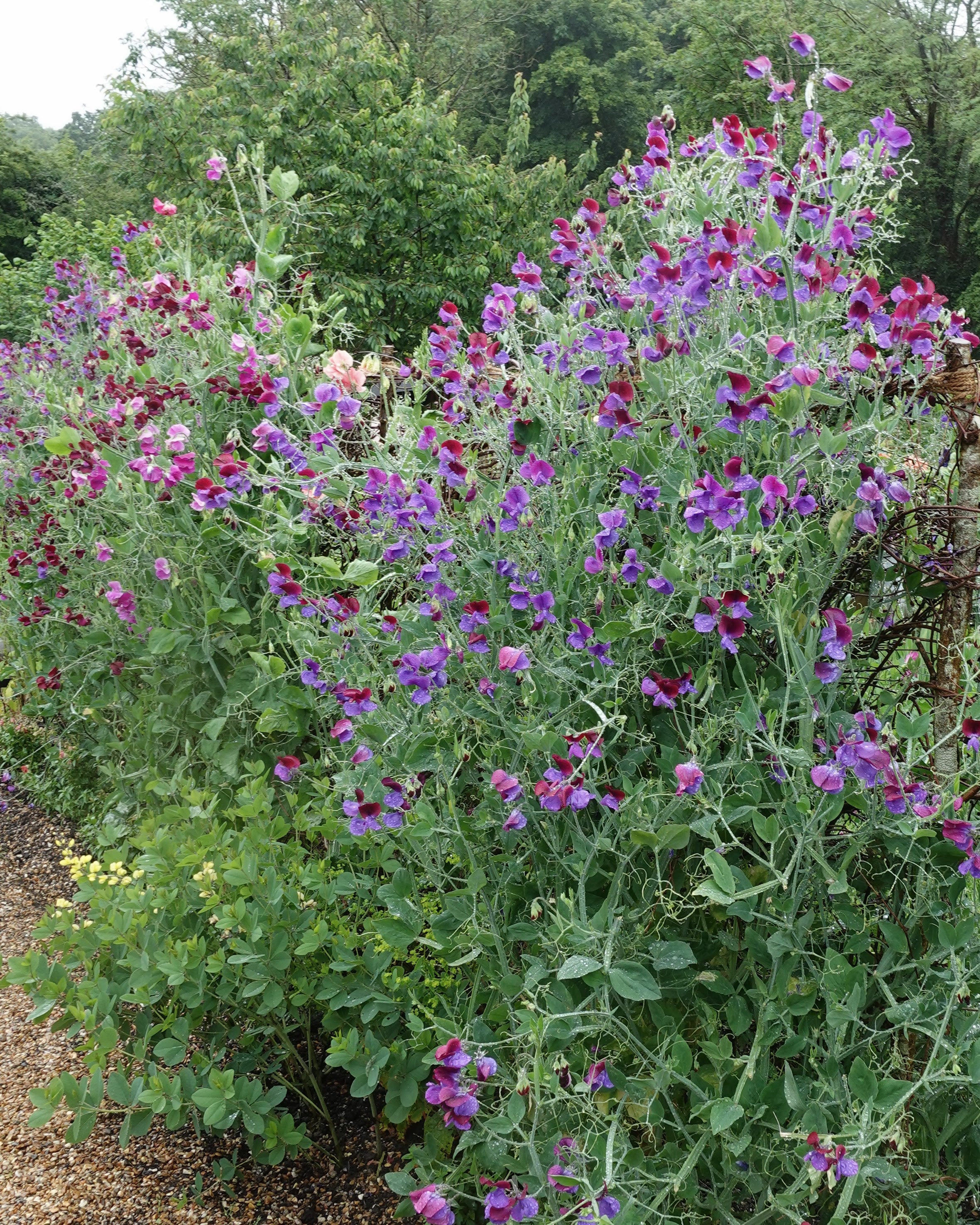 Erteblomst Matucana klatreplante med rike purpur og magenta blomster