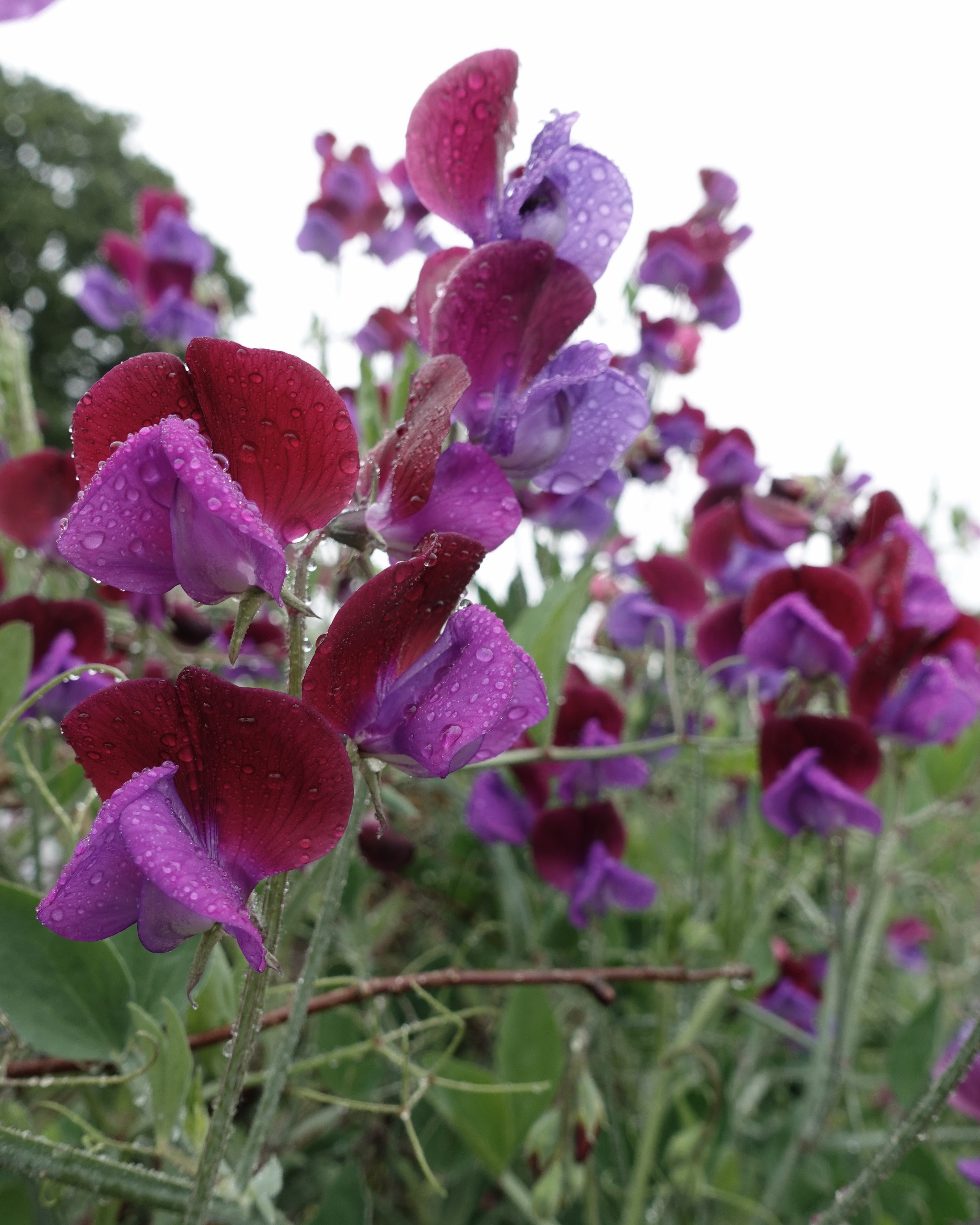 Nærbilde av Erteblomst Matucana - klassisk tofarget erteblomst med bølgete kronblader