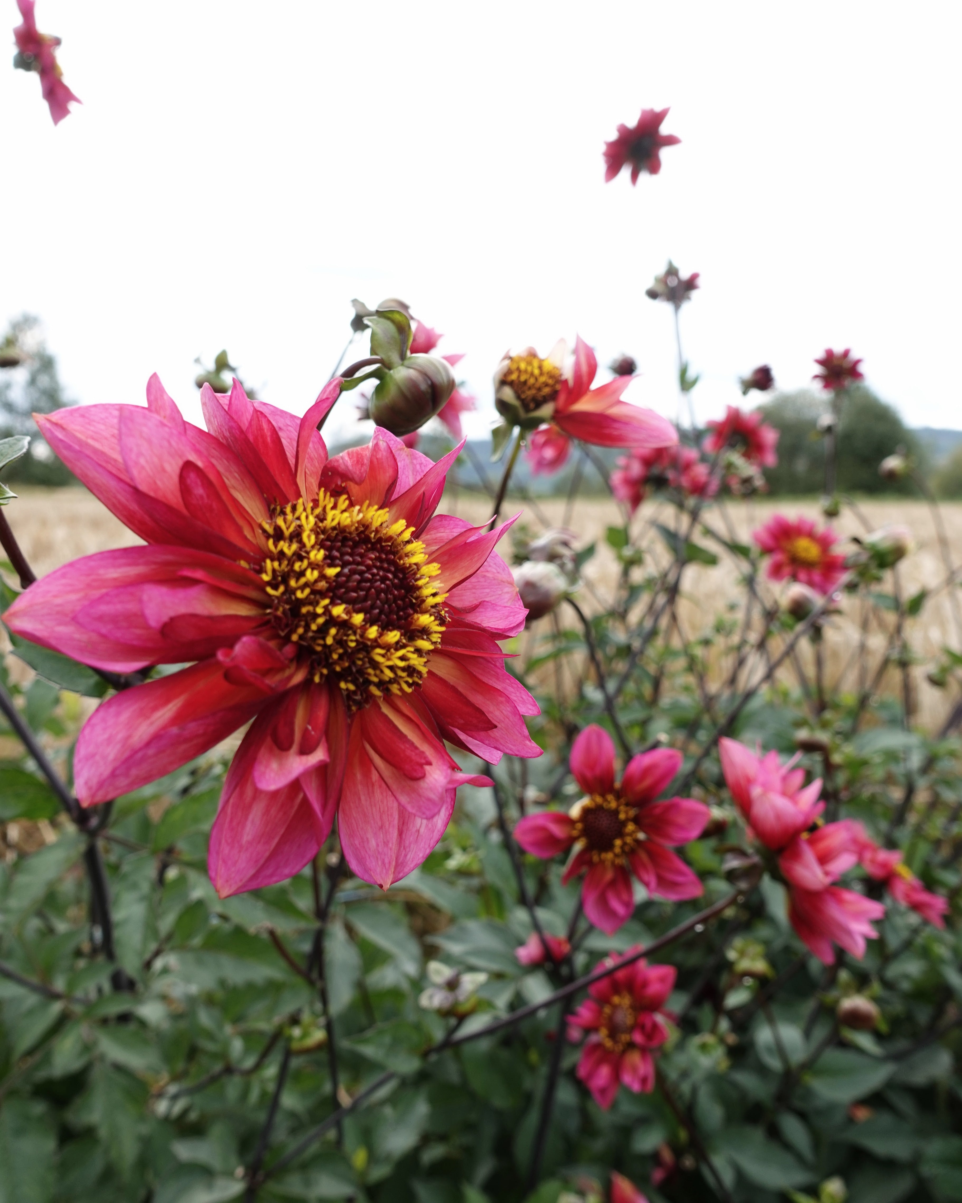 Nærbilde av Georgine Princess Nadine med viltre blomster i bringebærrosa