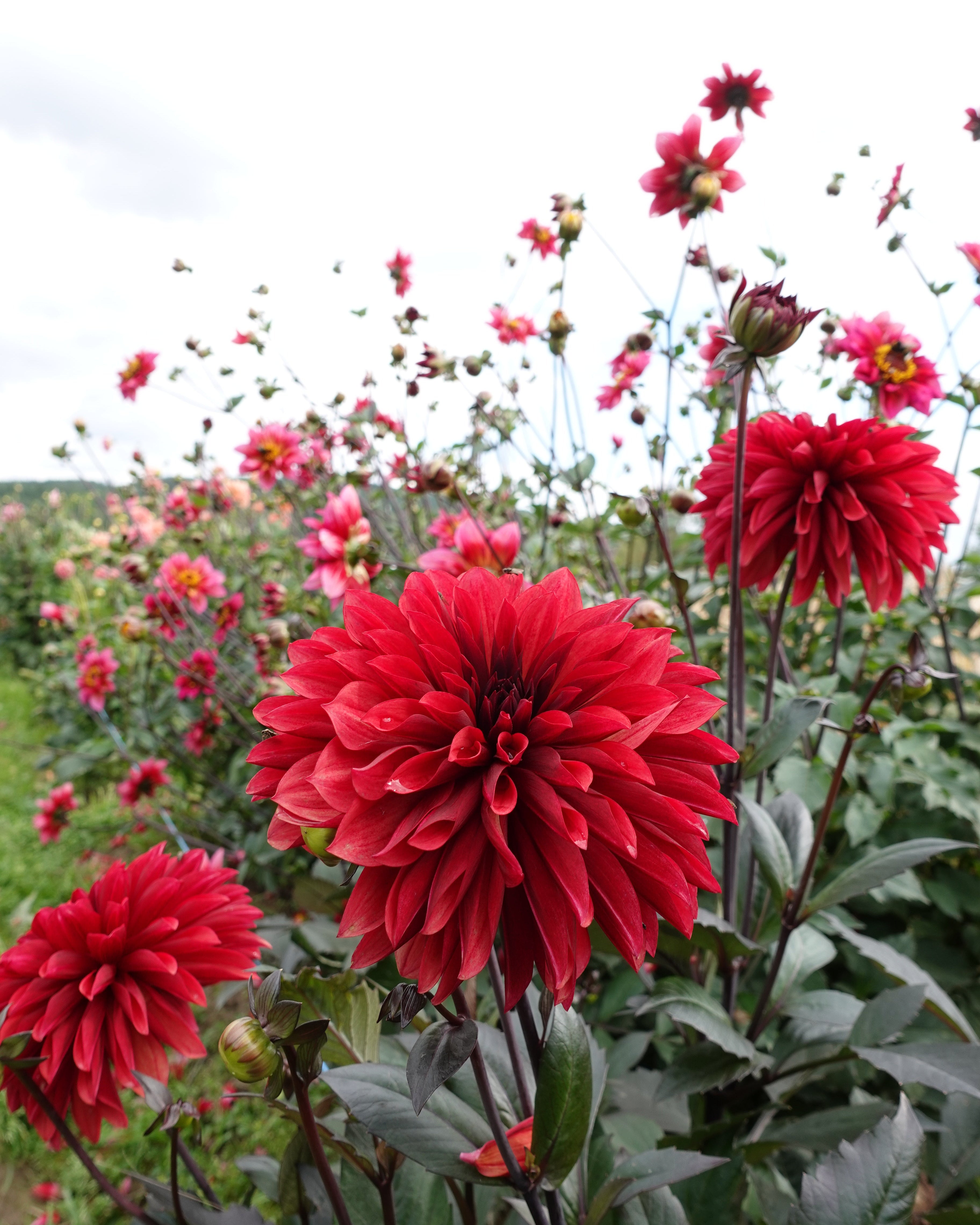 Danique georgine - nærbilde av blomst med karakteristiske farger