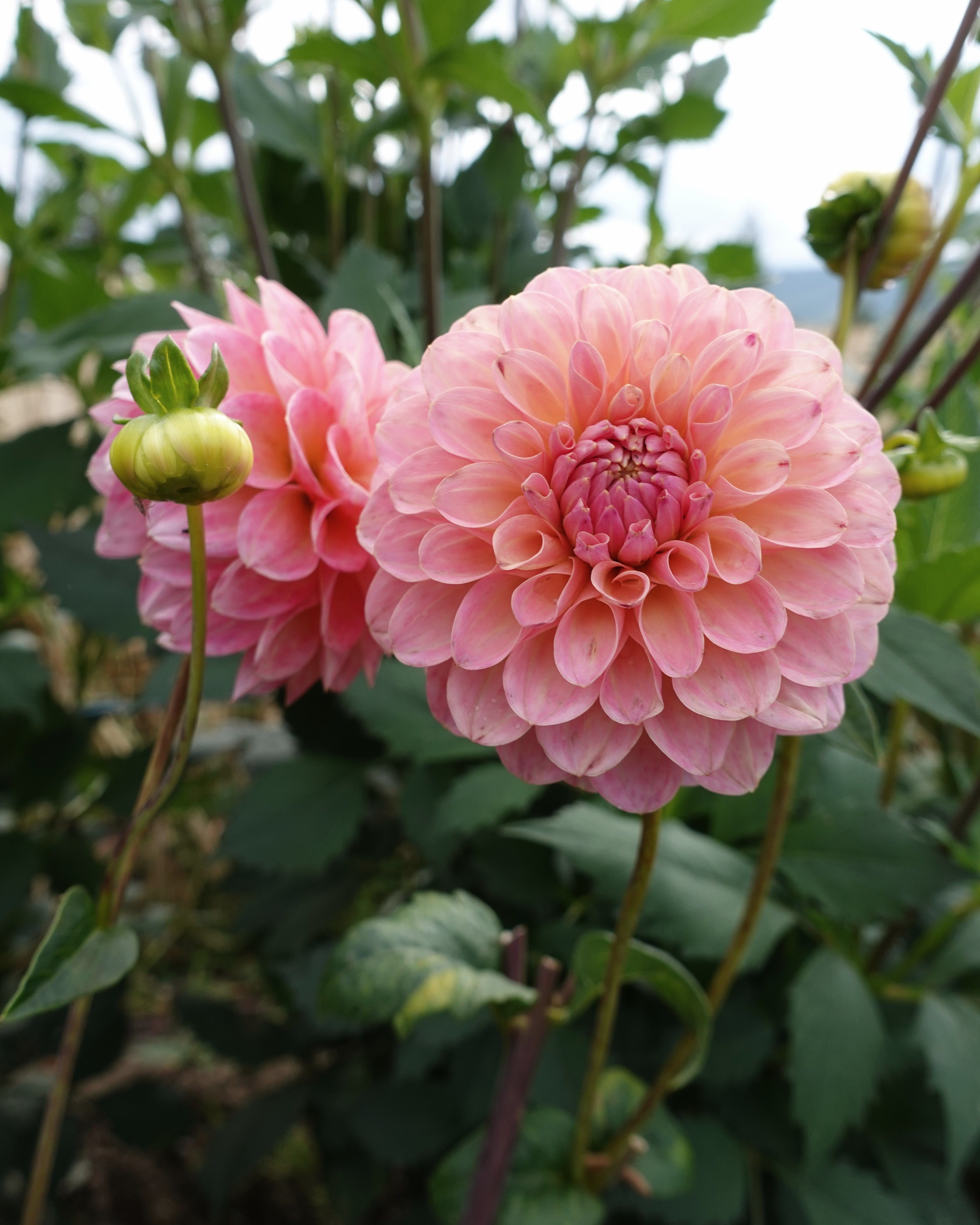 Georgine Sweet Sanne - Dekorativ georgine i varm rosa og aprikos