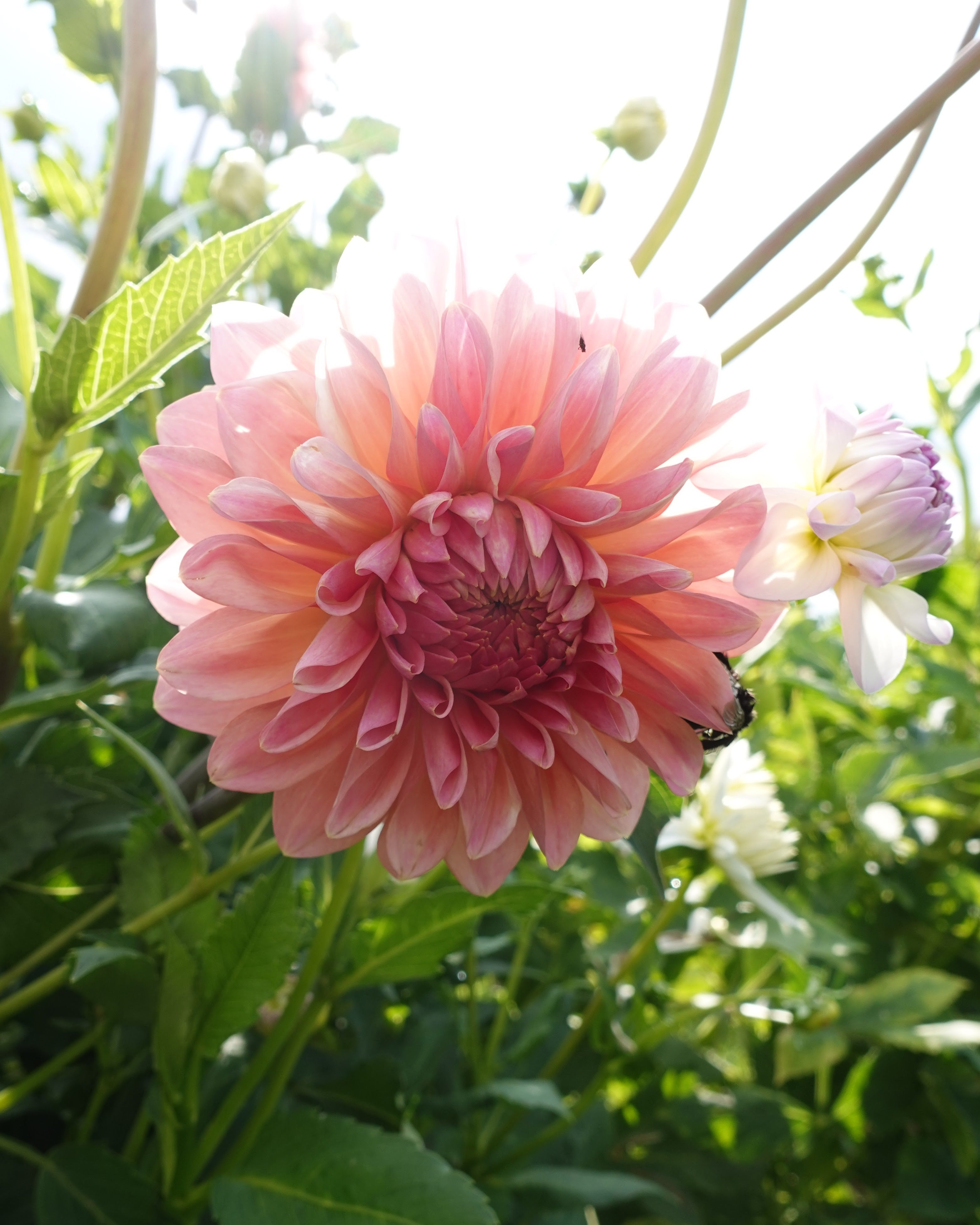 Beauty Queen georgine - blomst på stilk, perfekt som snittblomst