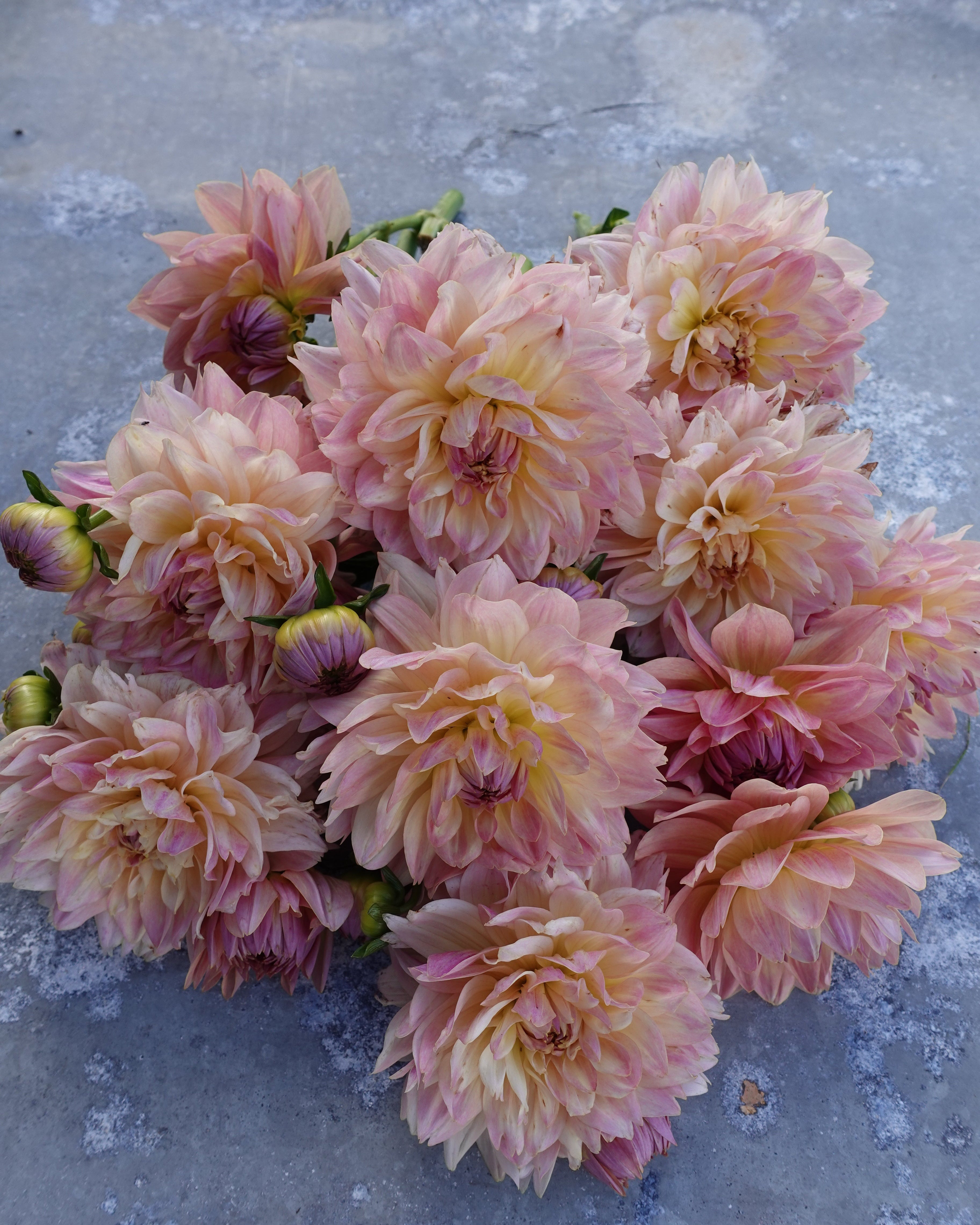 Nærbilde av Georgine Joels Favorite med varm gul-oransje blomst