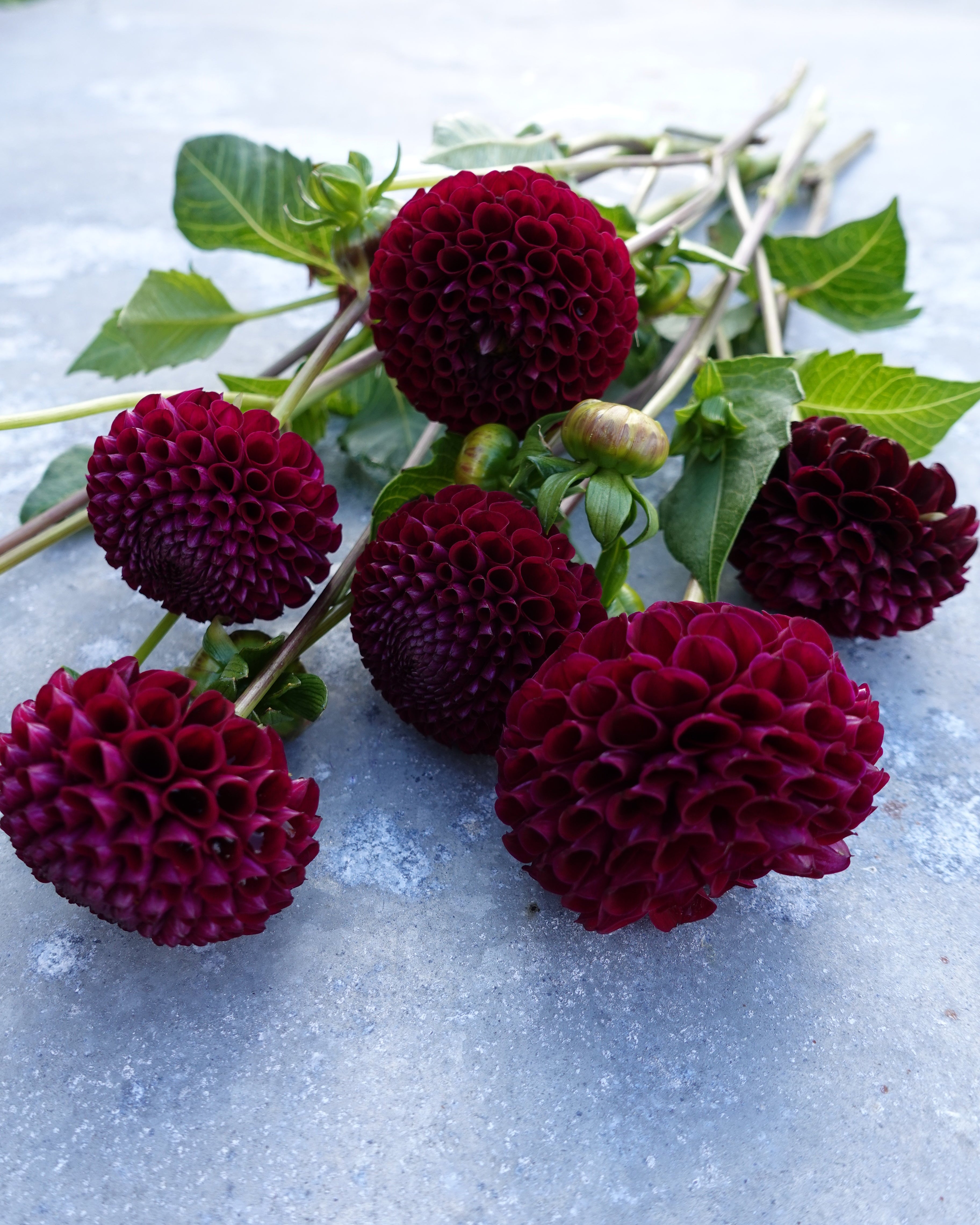 Georgine Moorplace pompom dyp lilla-burgunder perfekt som snittblomst