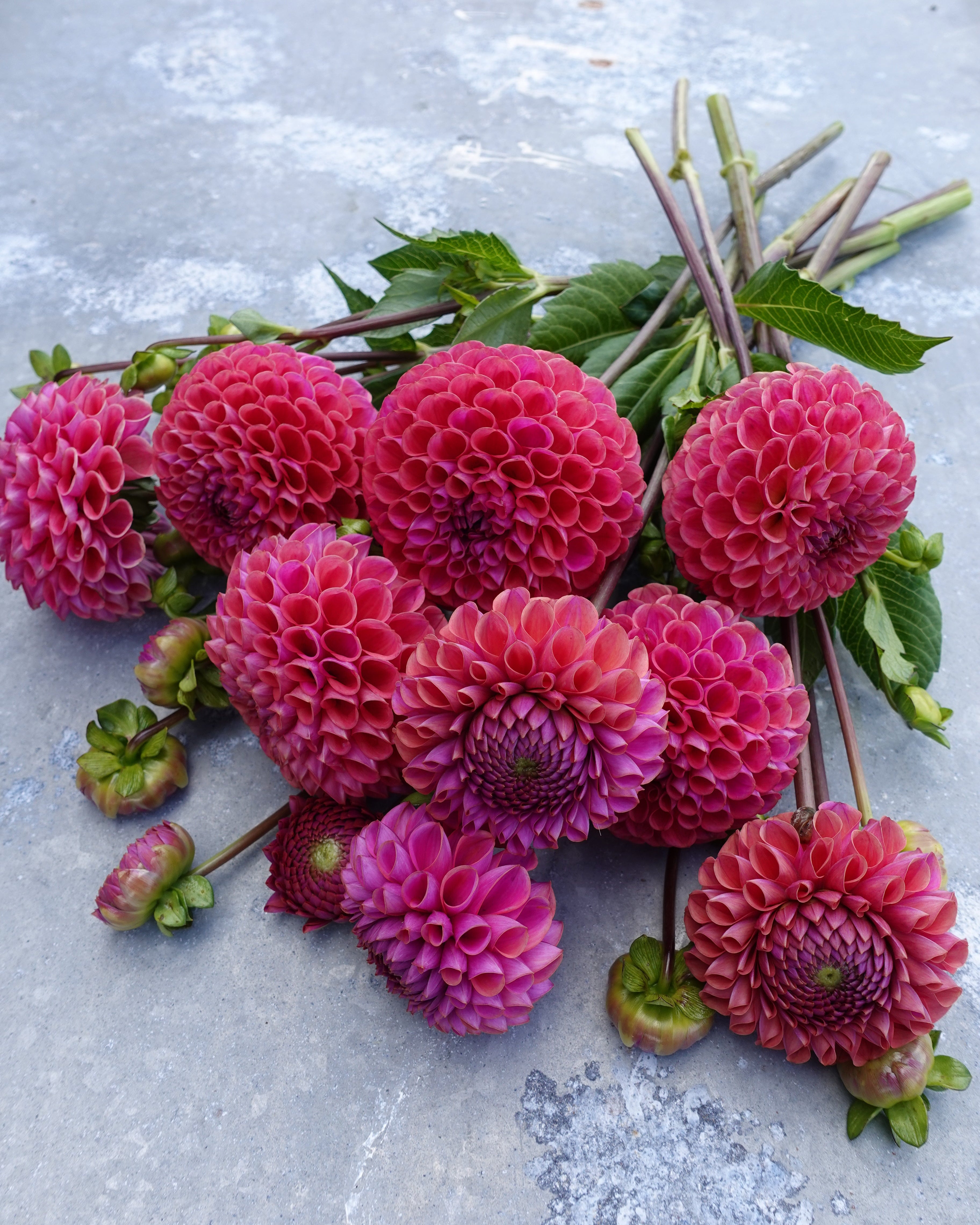 Georgine Isabel i full blomst med rosa-lilla ballform