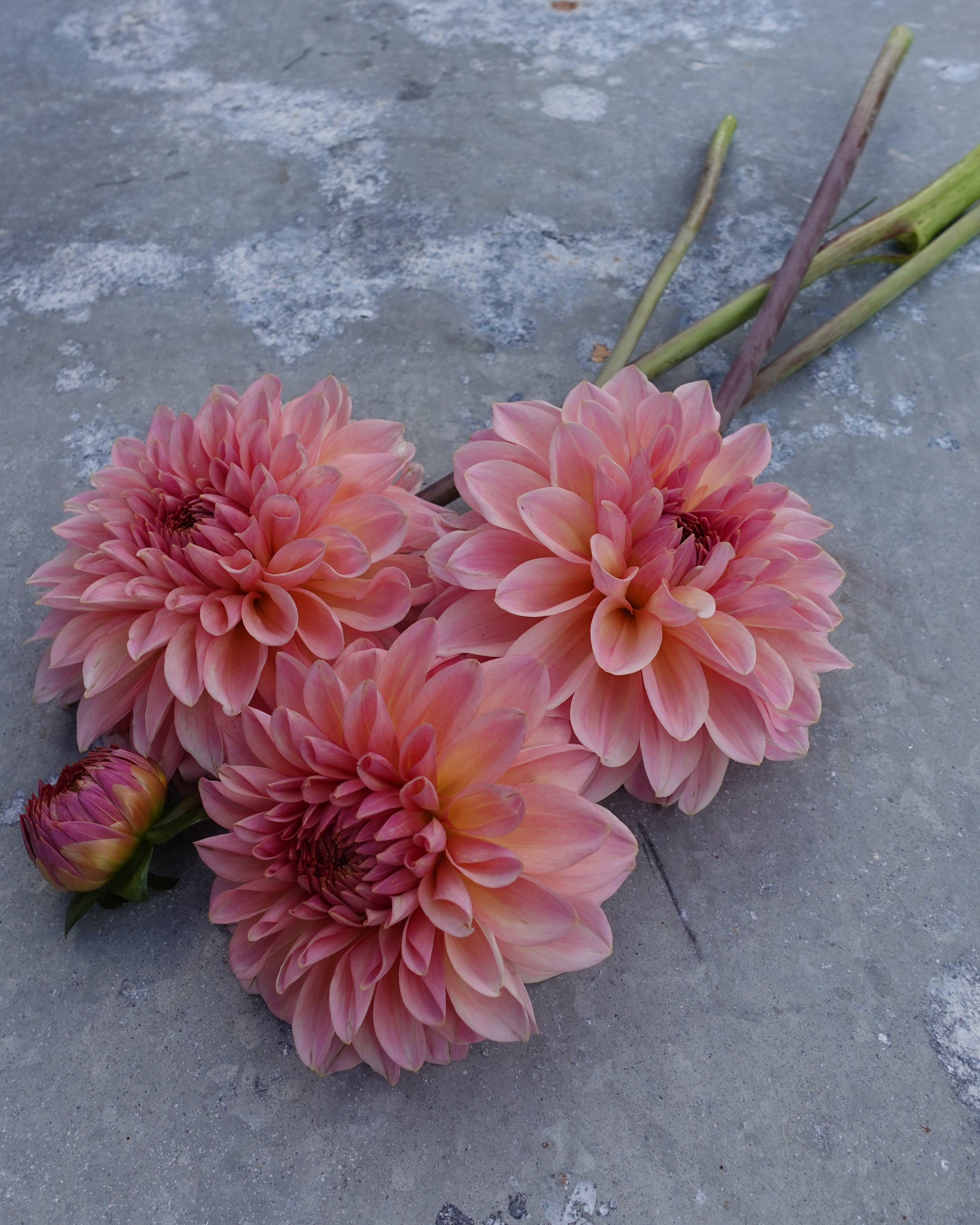 Beauty Queen georgine - nærbilde av støvrosa ballgeorgine med store blomster