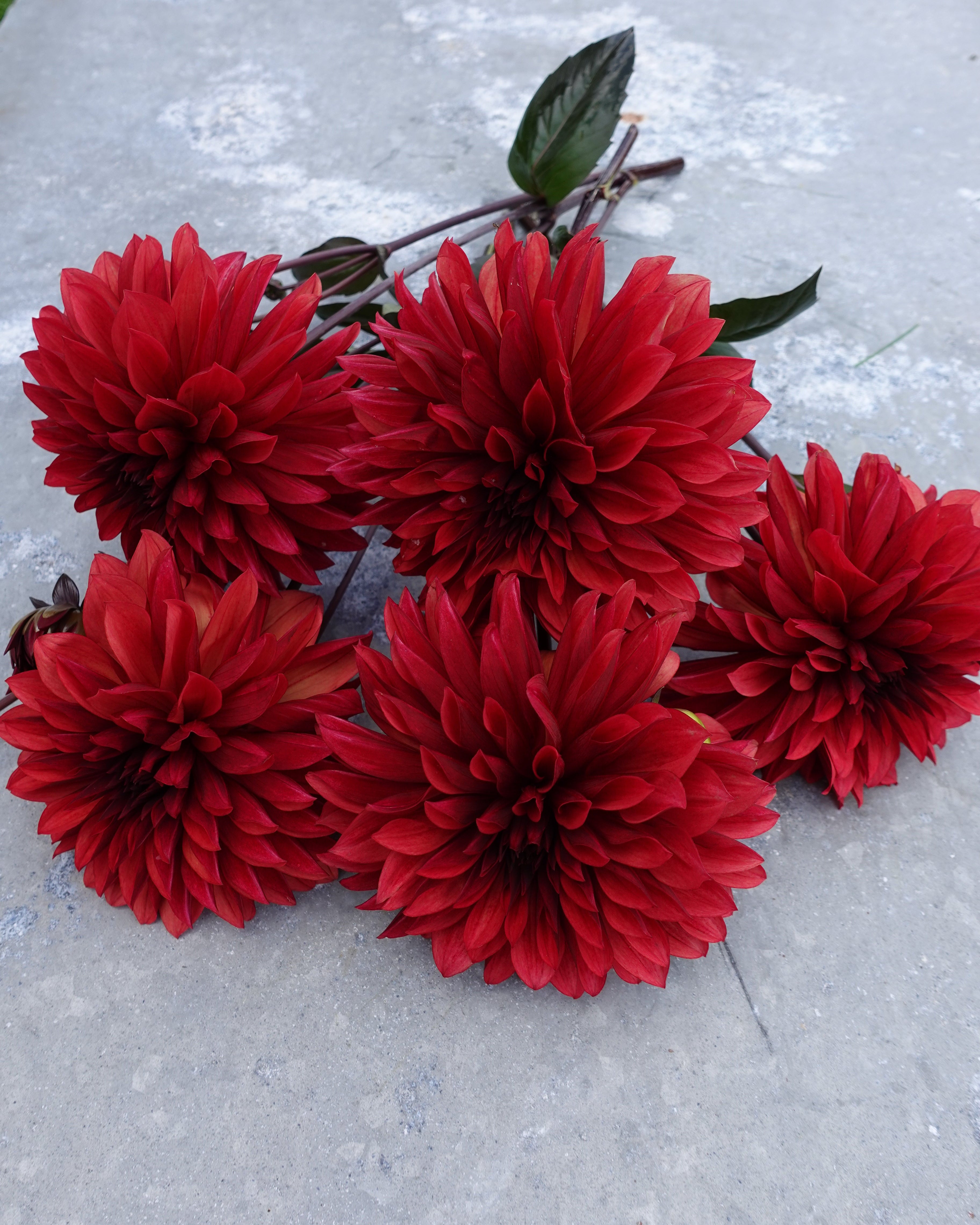 Danique georgine - detaljbilde av blomstens form og kronblader