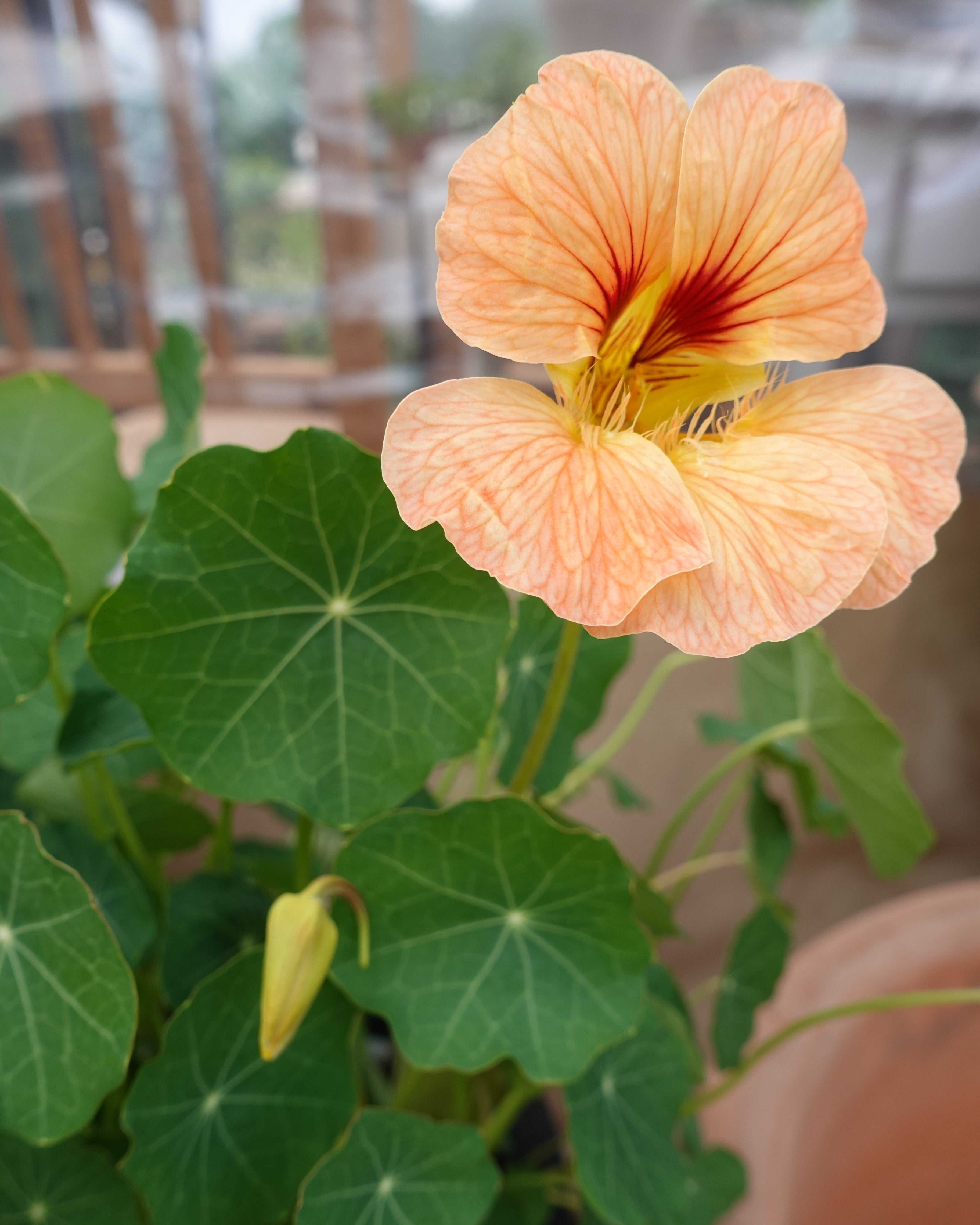 Detaljbilde av Blomkarse Gleam Salmon plante med knopper og lakserosa blomster
