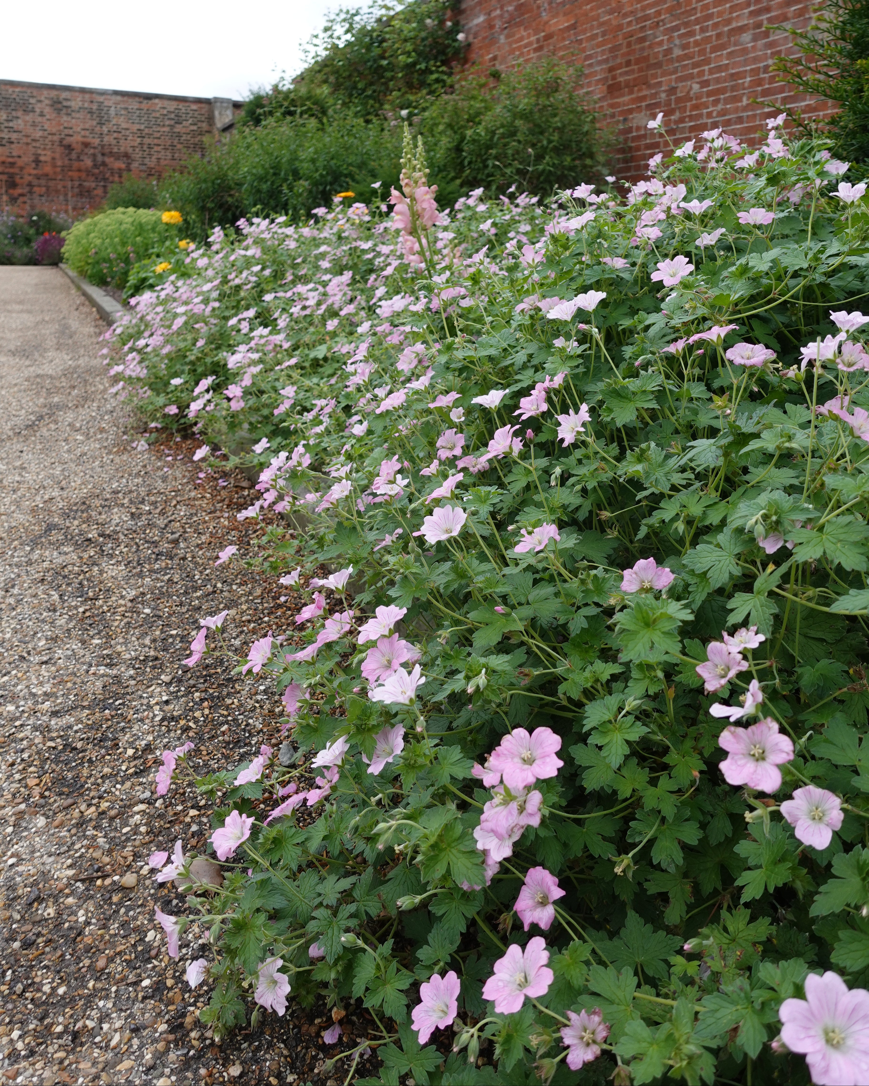 Geranium Dreamland med lys rosa blomster - storkenebb barrot H5