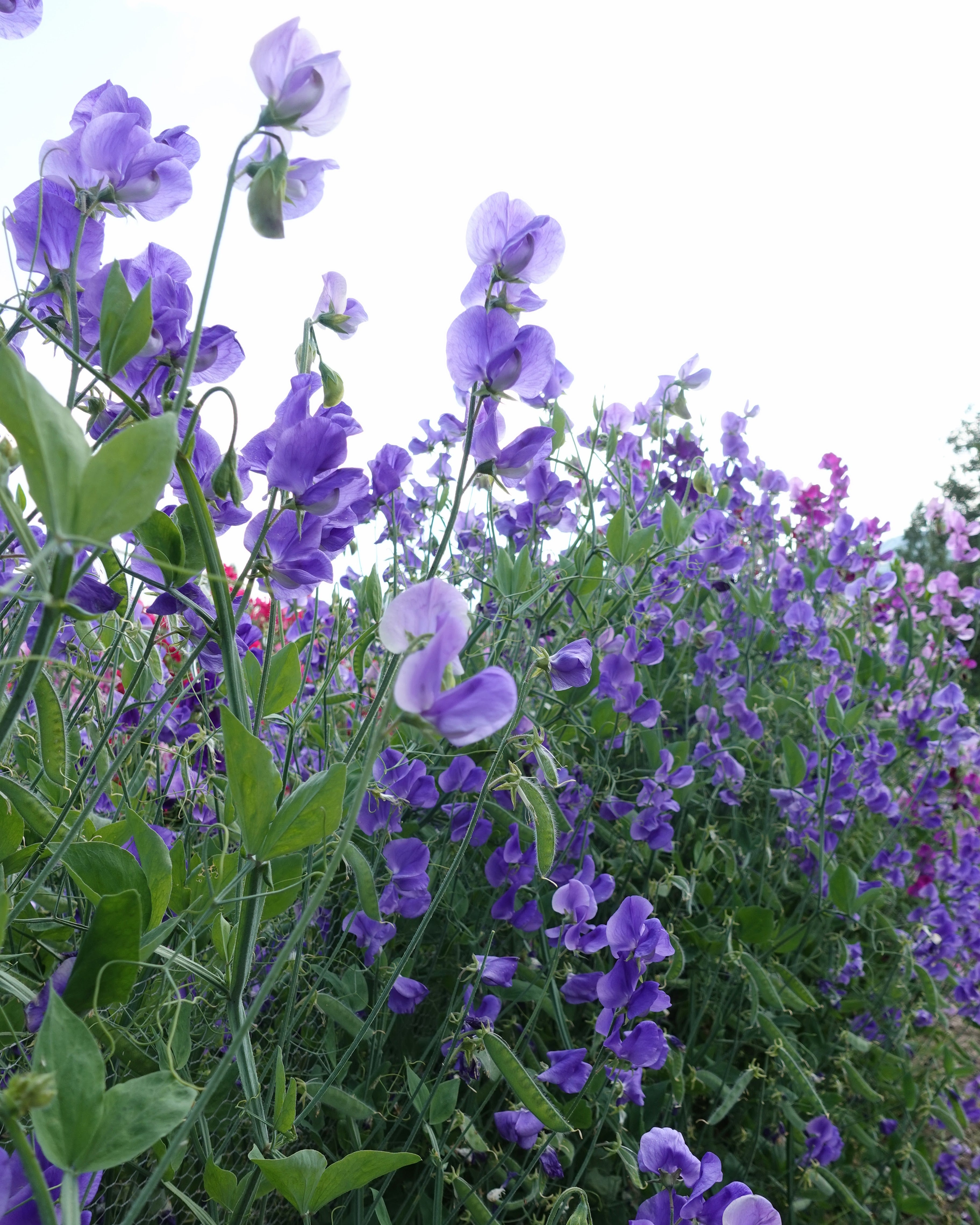 Erteblomst Noel Sutton - fløyelsaktige lilla blomster med klassisk eleganse