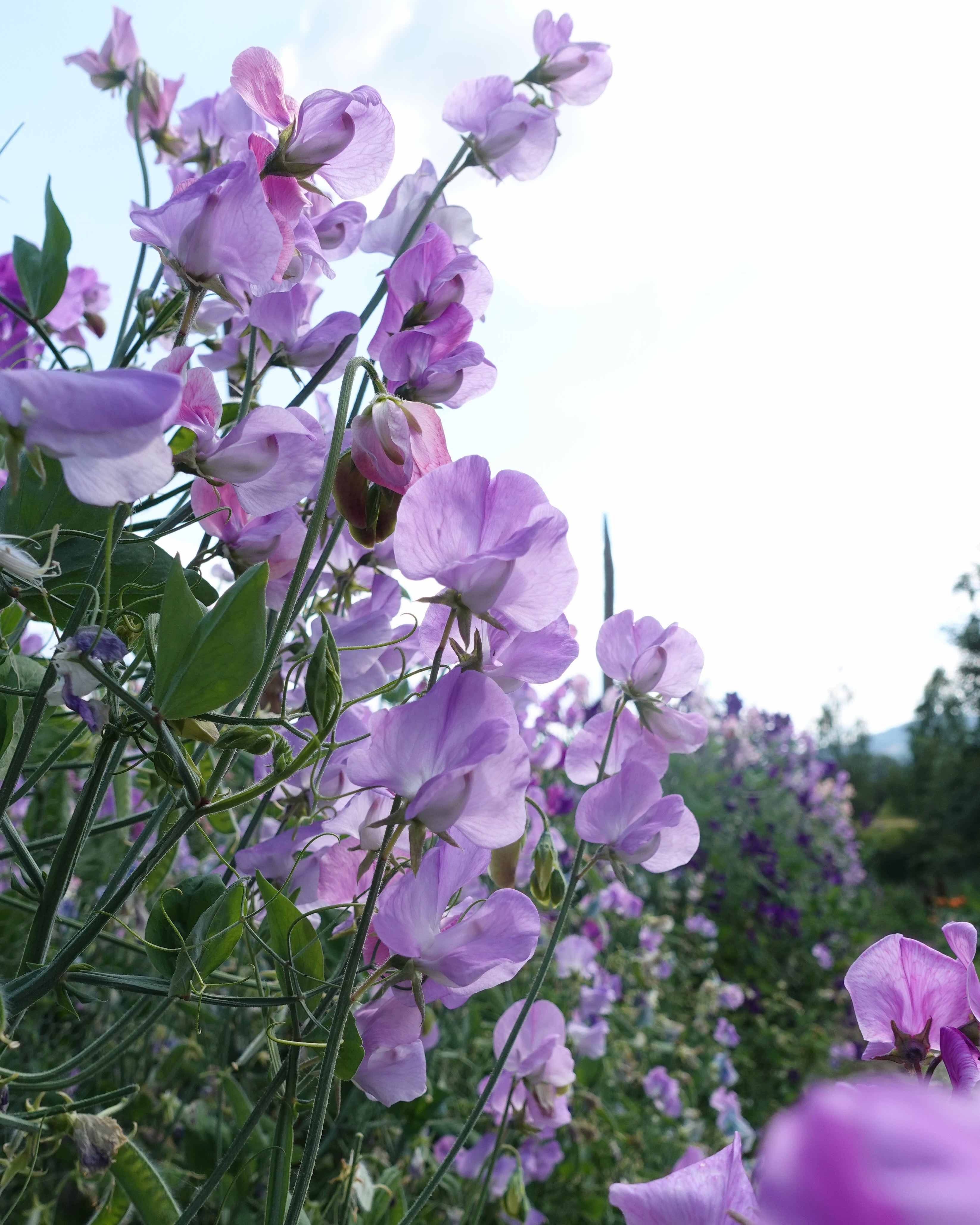Erteblomst Leamington - duftende snittblomst i hagen