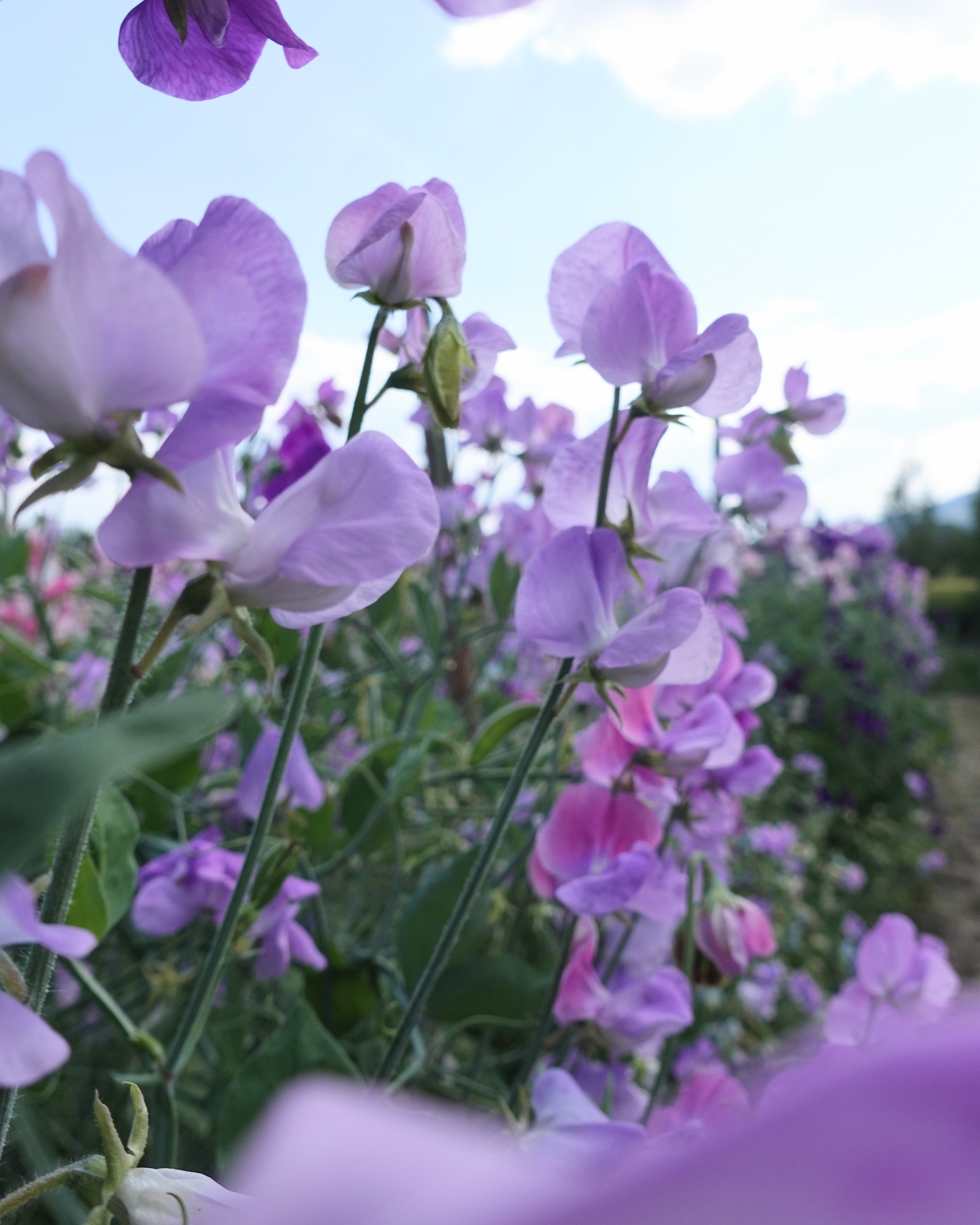 Erteblomst Leamington - nærbilder av lavendelblå blomster