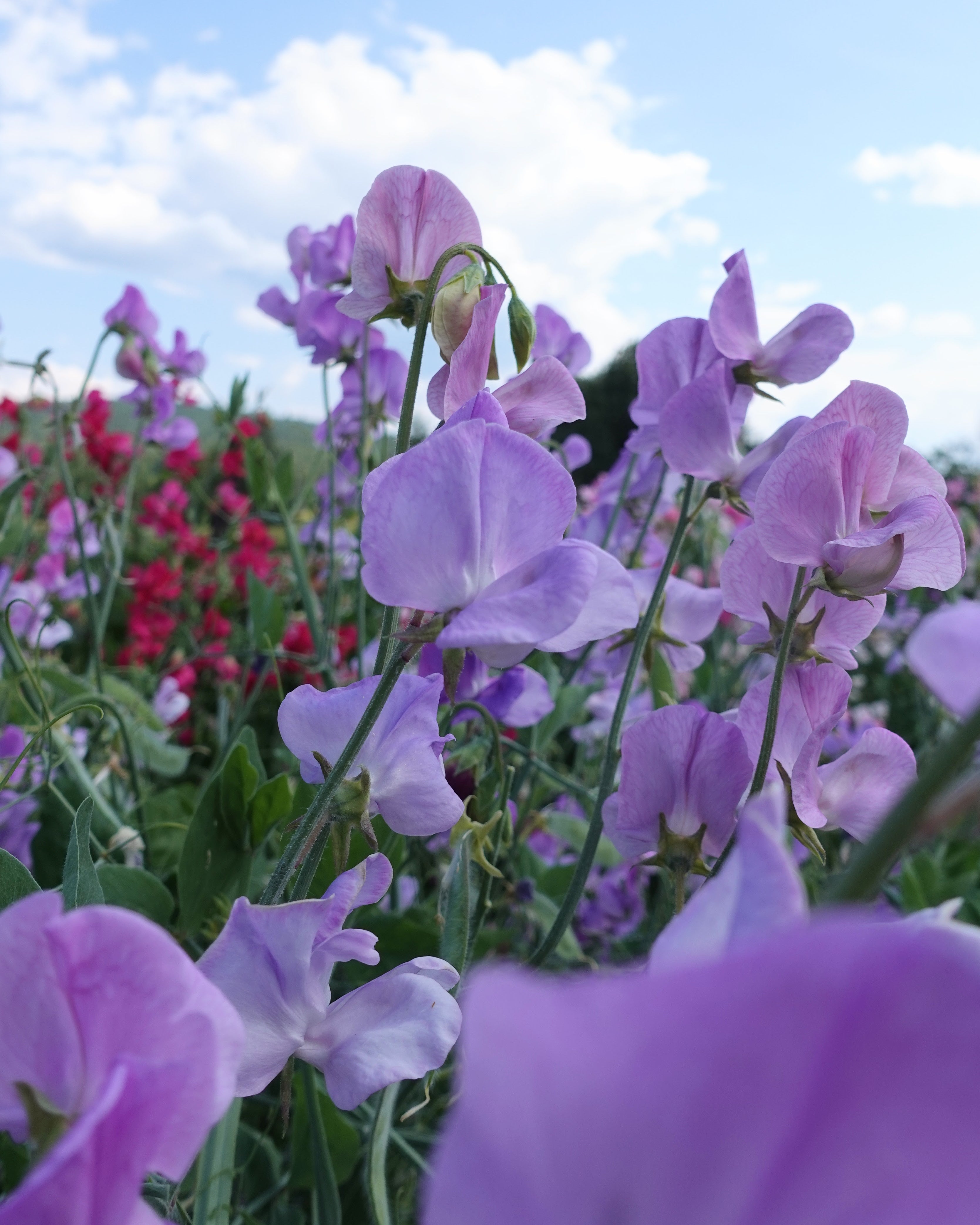 Erteblomst Leamington - klatreplante med lavendelblå blomster