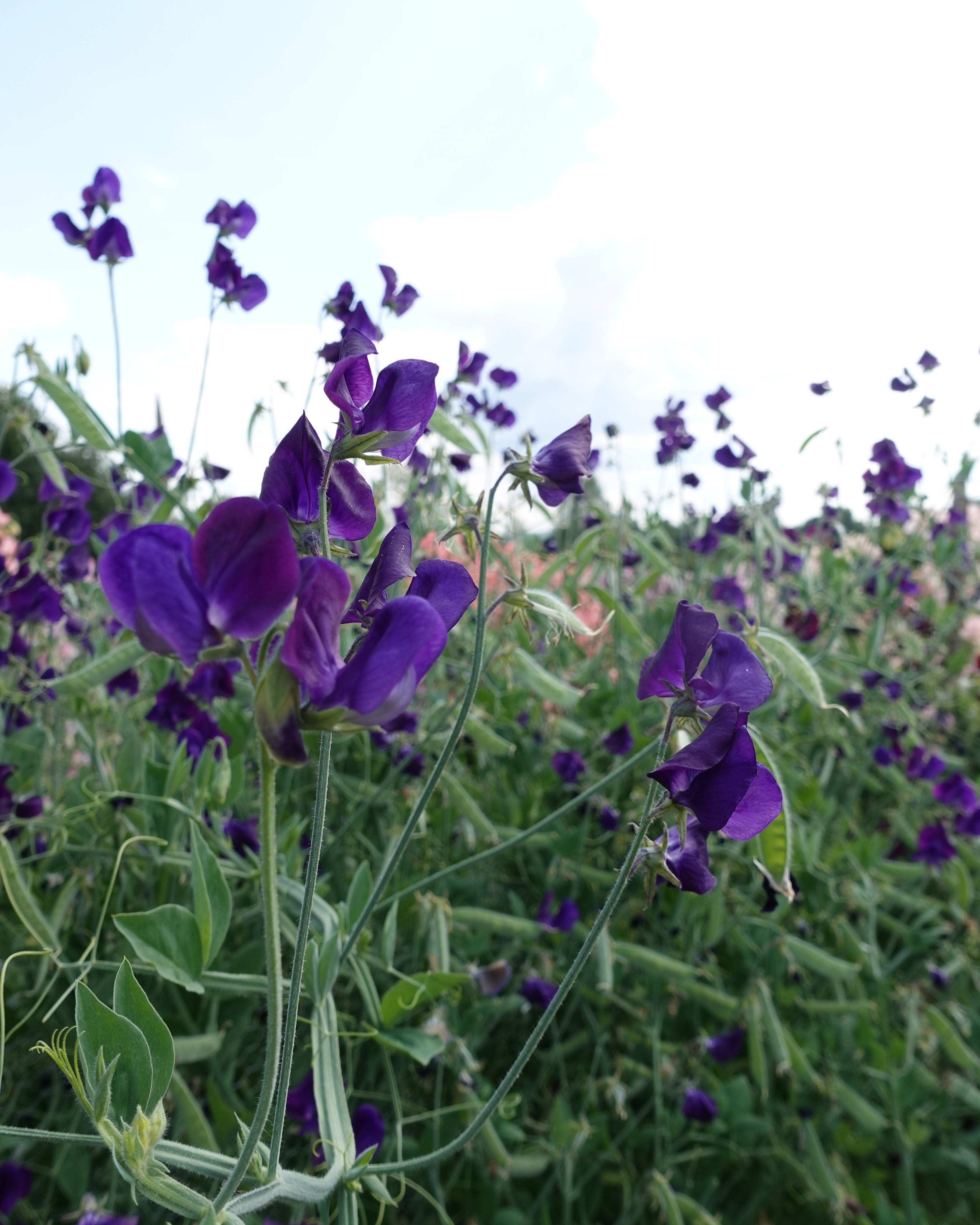 Nærbilde av Erteblomst Lord Nelson grandiflora blomster
