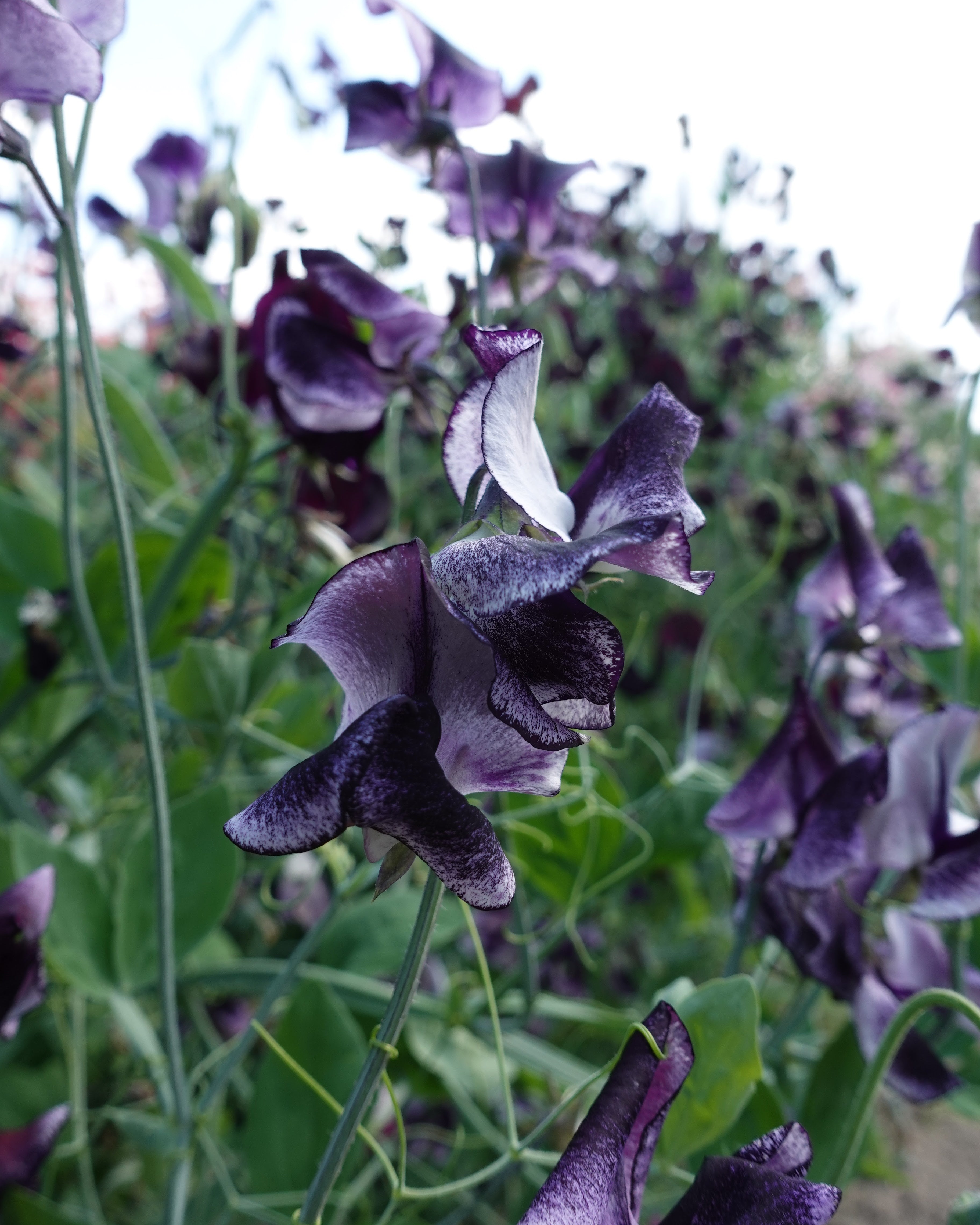 Erteblomst Nimbus som snittblomst - elegante blomster med unikt fargemønster