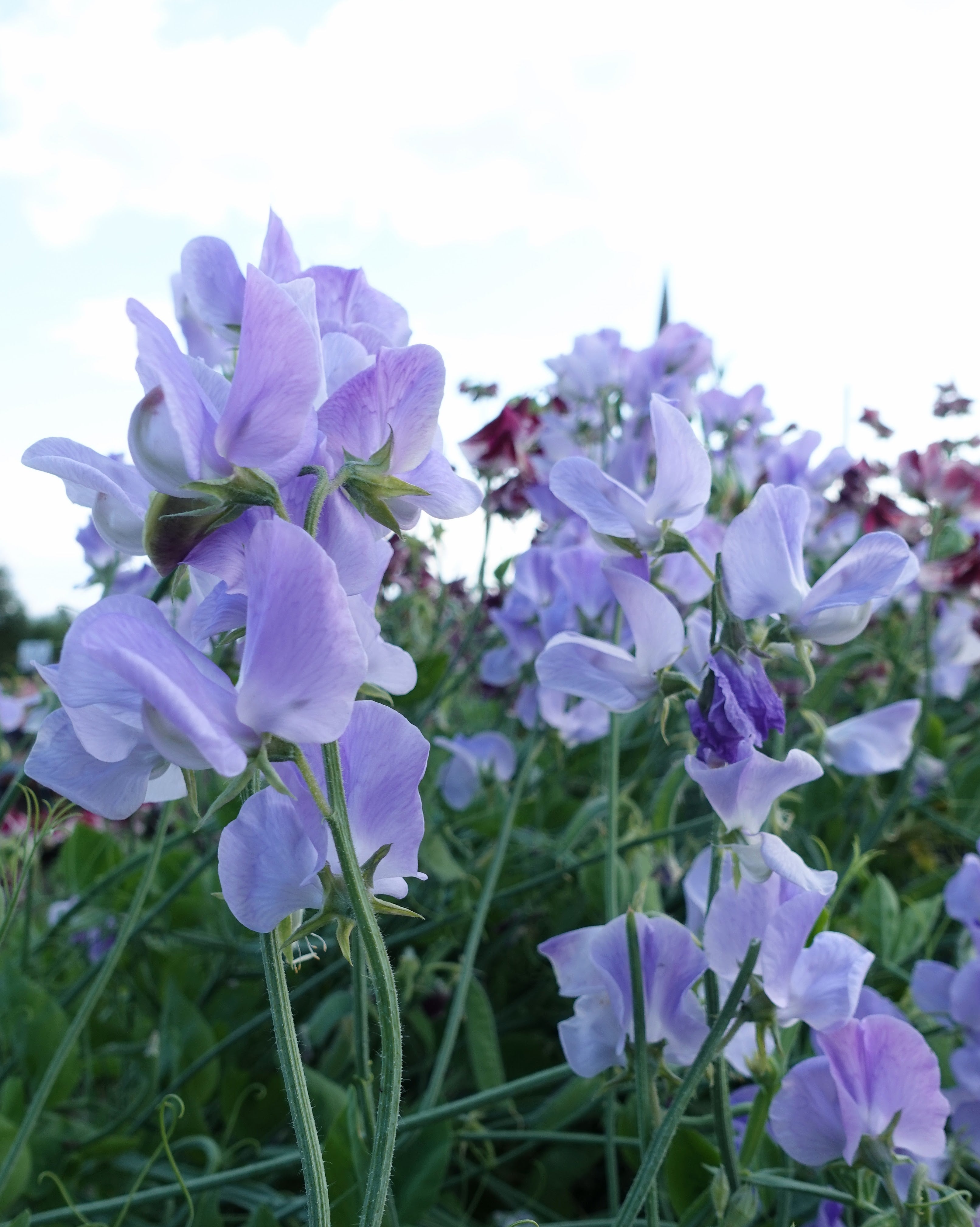 Erteblomst Winter Sunshine Light Blue nærbilde - lyseblå duftende blomster med bølgete kronblad