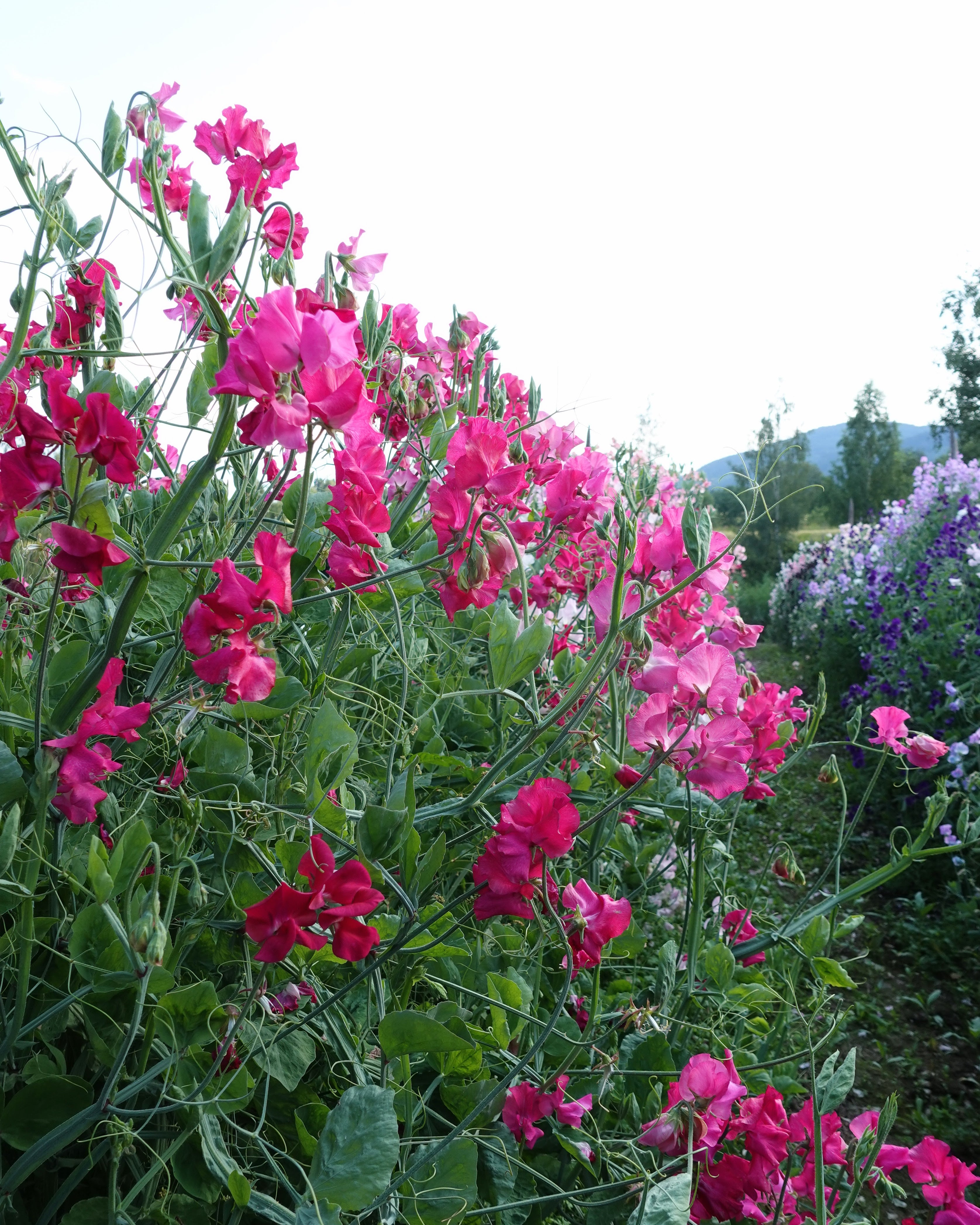 Erteblomst Milly - duftende magenta erteblomst perfekt for luksuriøse buketter