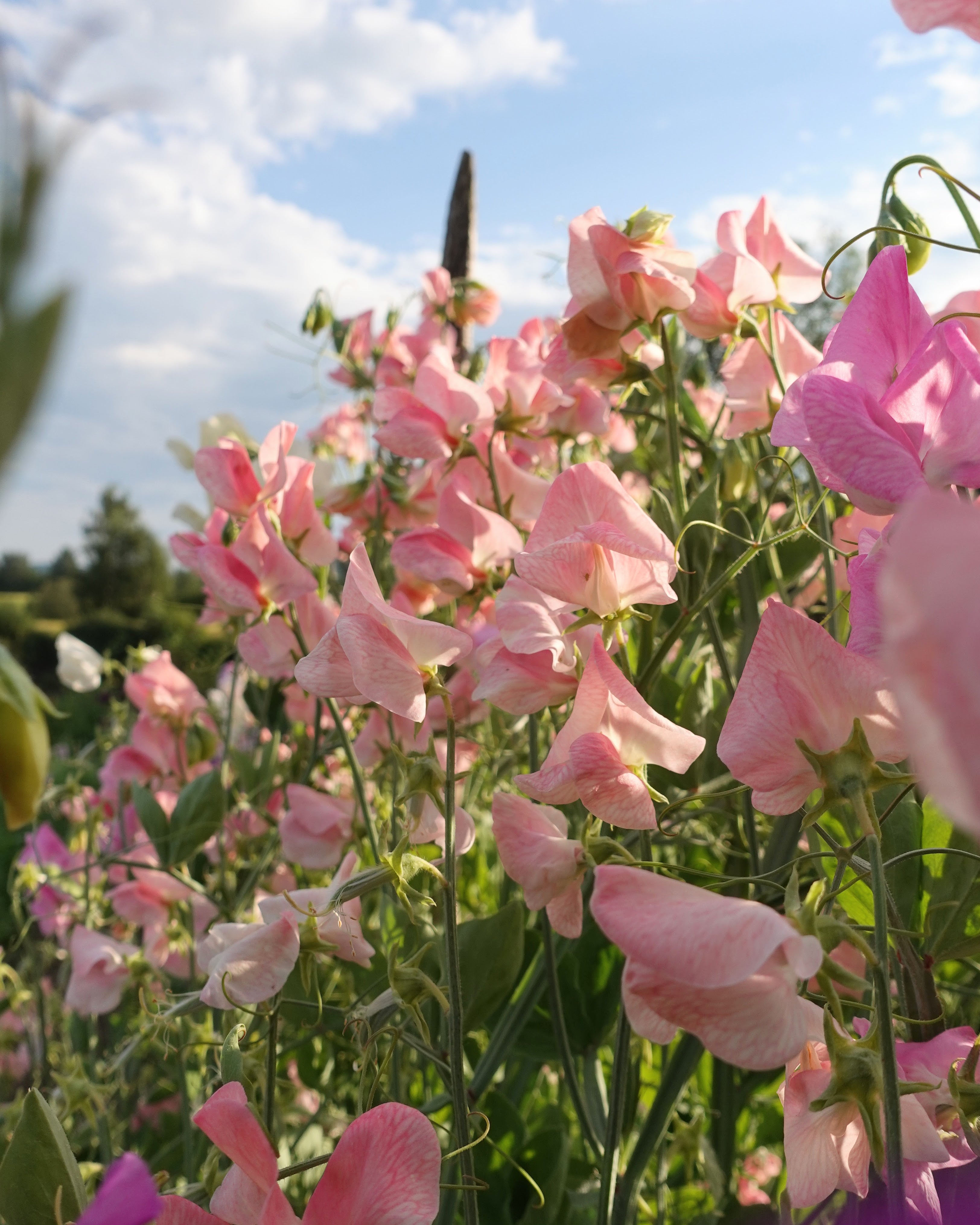 Erteblomst Emily klatreplante med rosa streker på hvit bunn