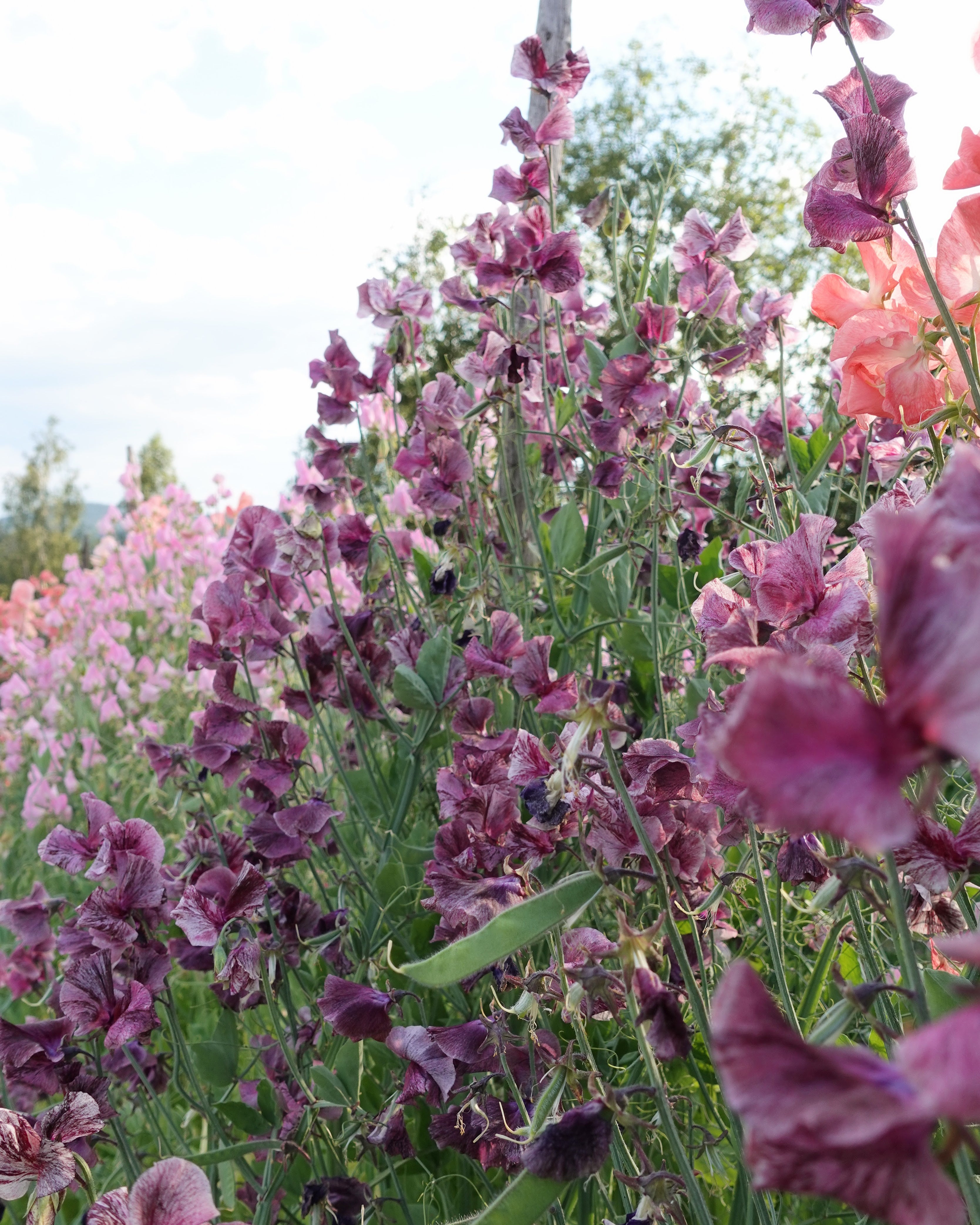 Erteblomst Suzy Z - vakre blomster i grålilla og burgunder toner