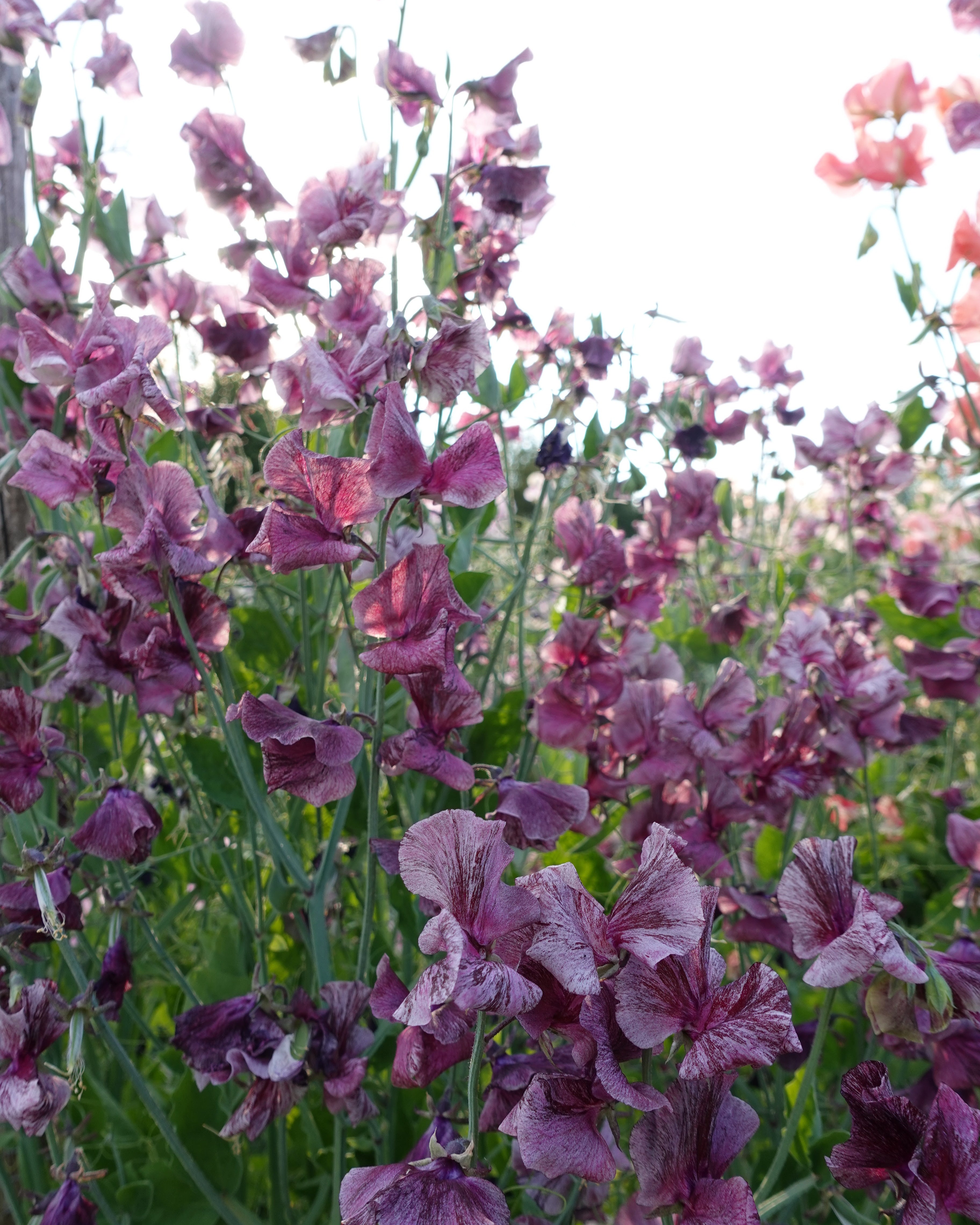Erteblomst Suzy Z i full blomstring - 180-200 cm høy