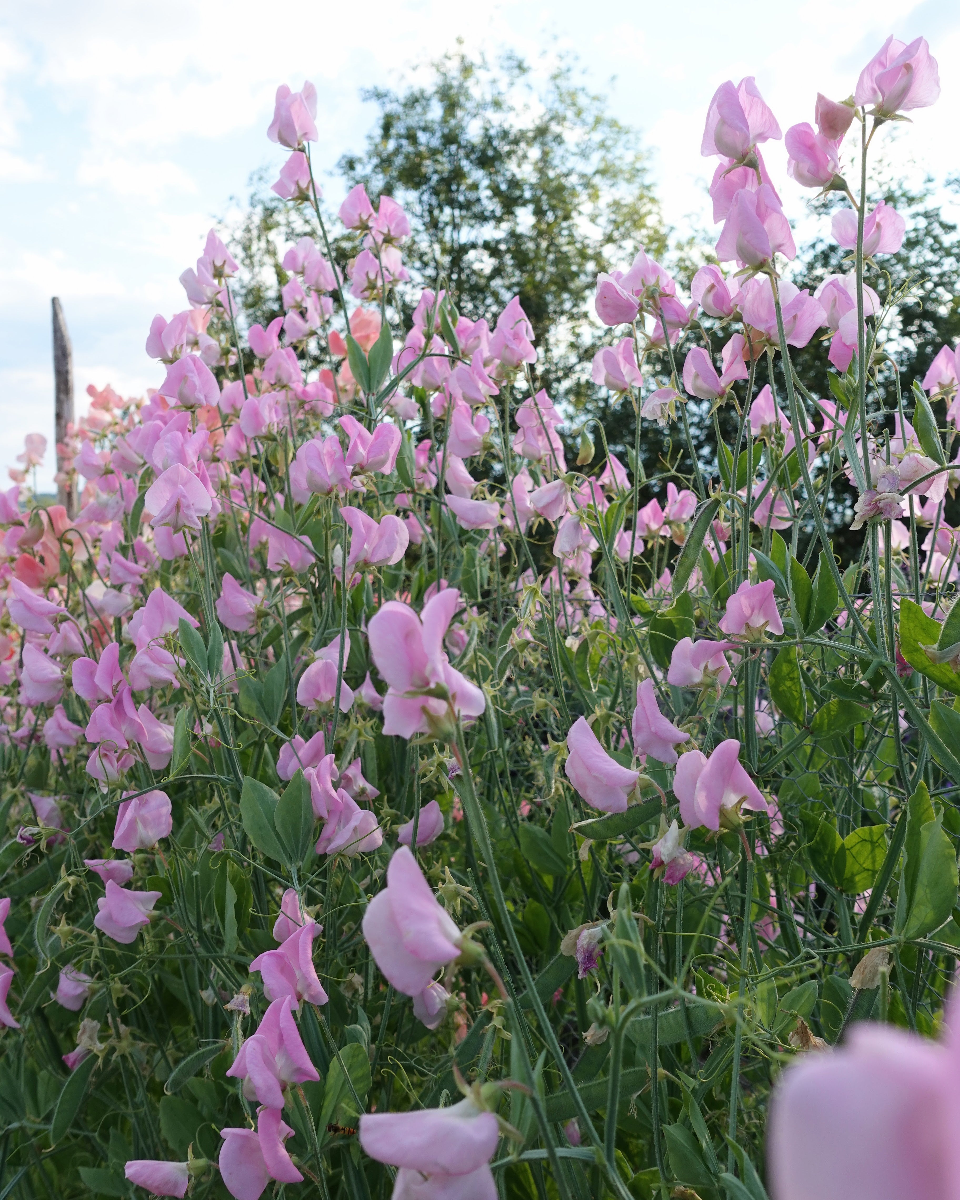 Erteblomst Prima Donna som snittblomst i vasen