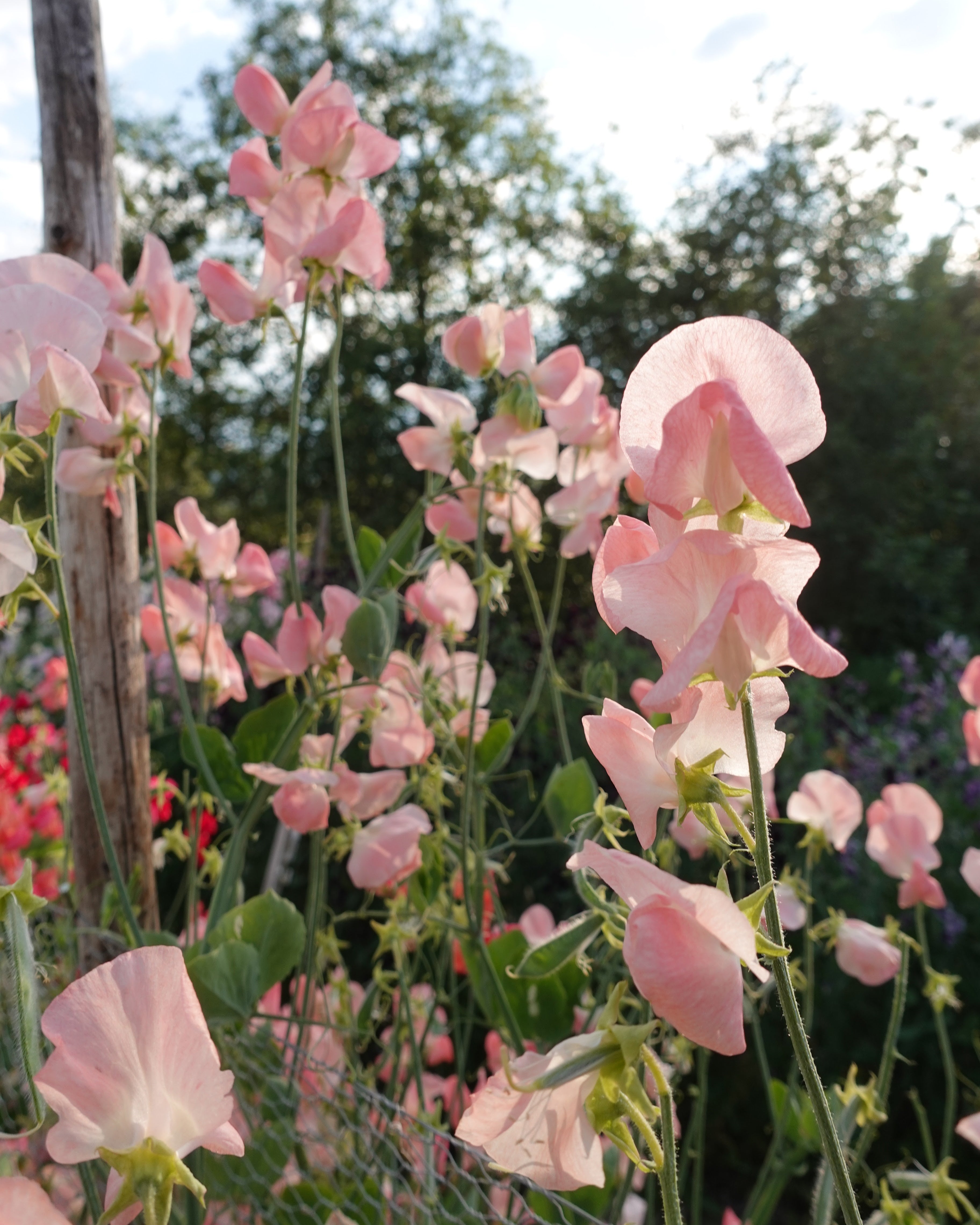 Erteblomst Spring Sunshine Nancy klatreplante med duftende blomster