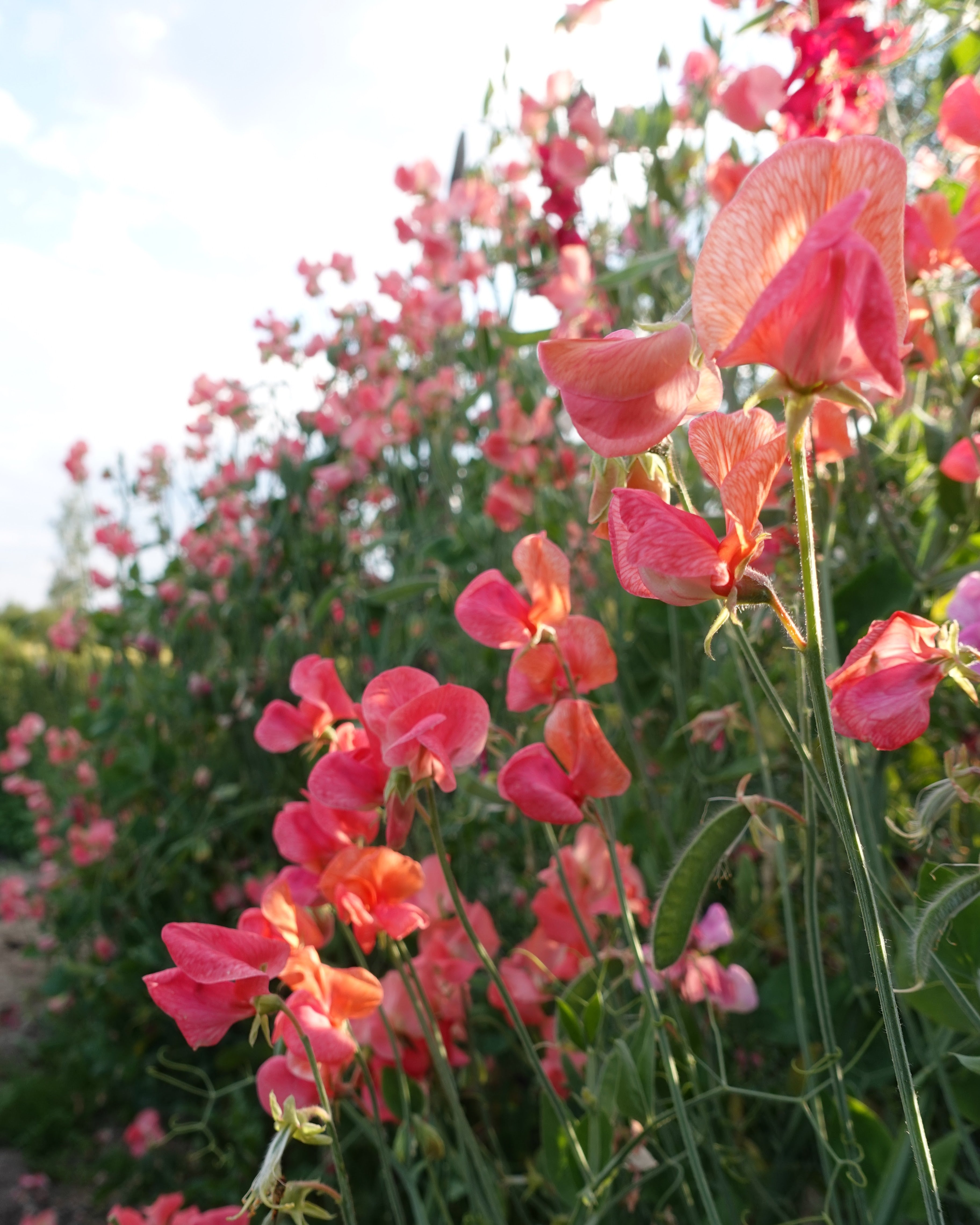Erteblomst Prince of Orange klatreplante i full blomst