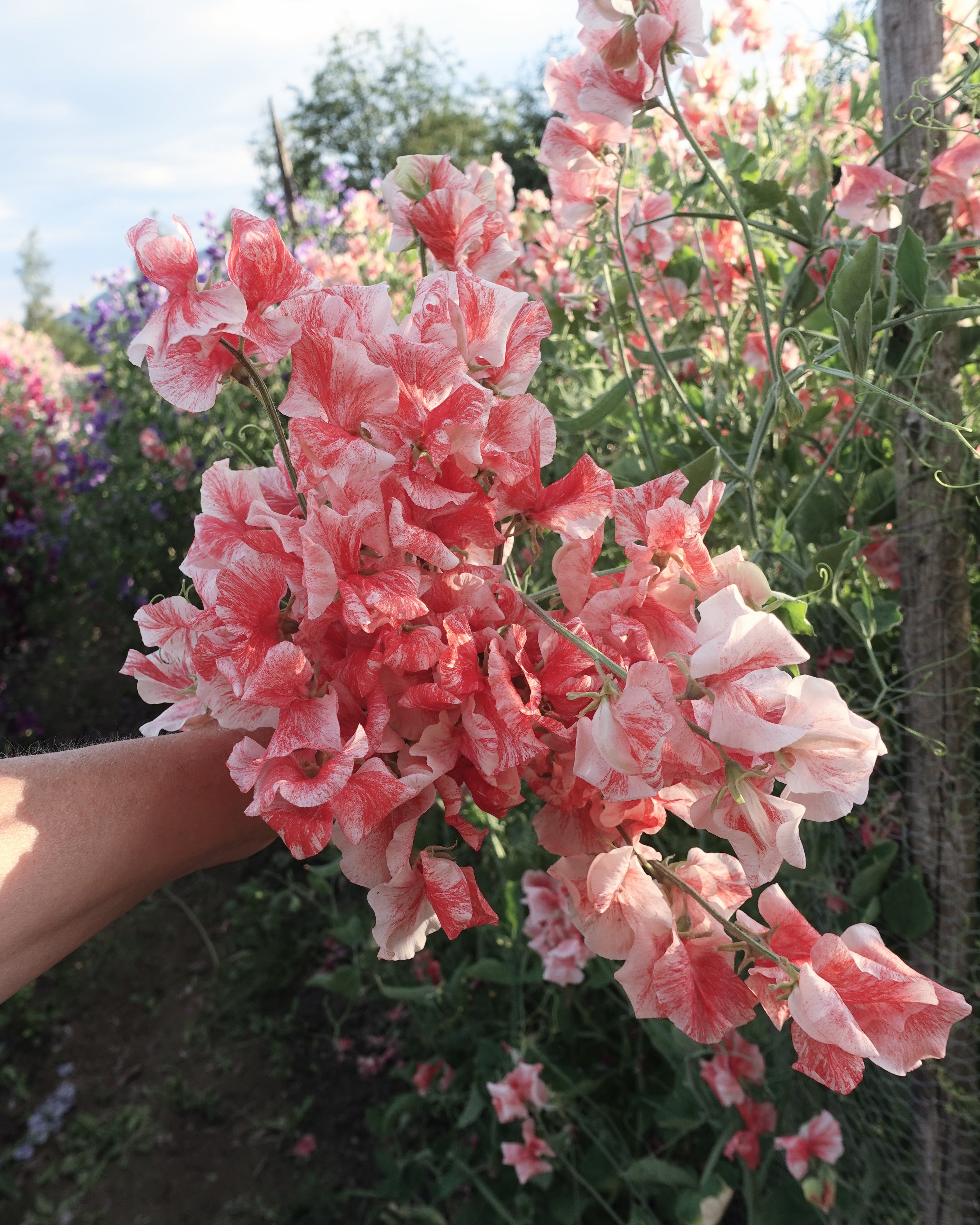 Erteblomst Geoff Hughes som snittblomst med lange sterke stengler
