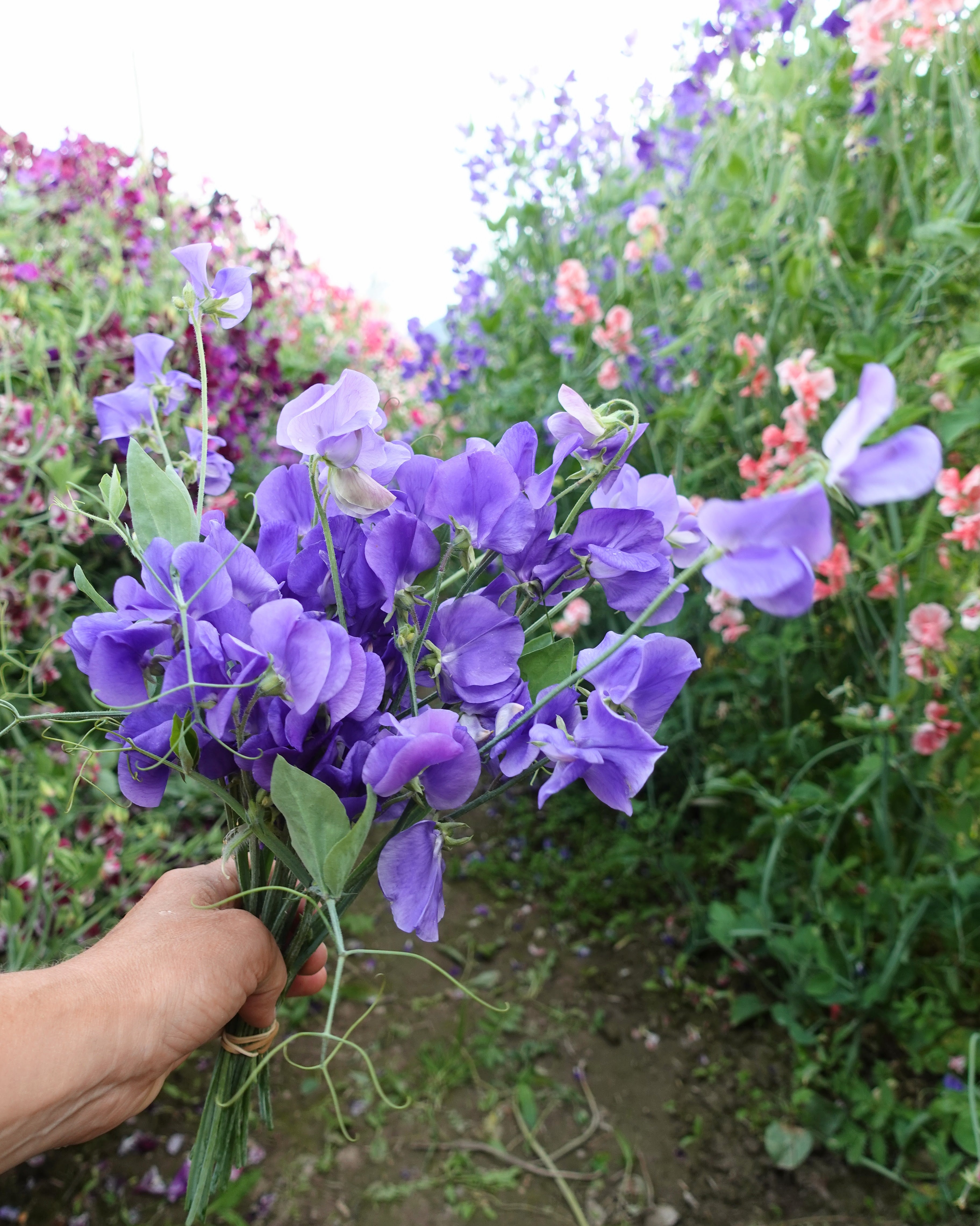 Nærbilde av Erteblomst Noel Sutton - duftende blomster i dyp lilla farge