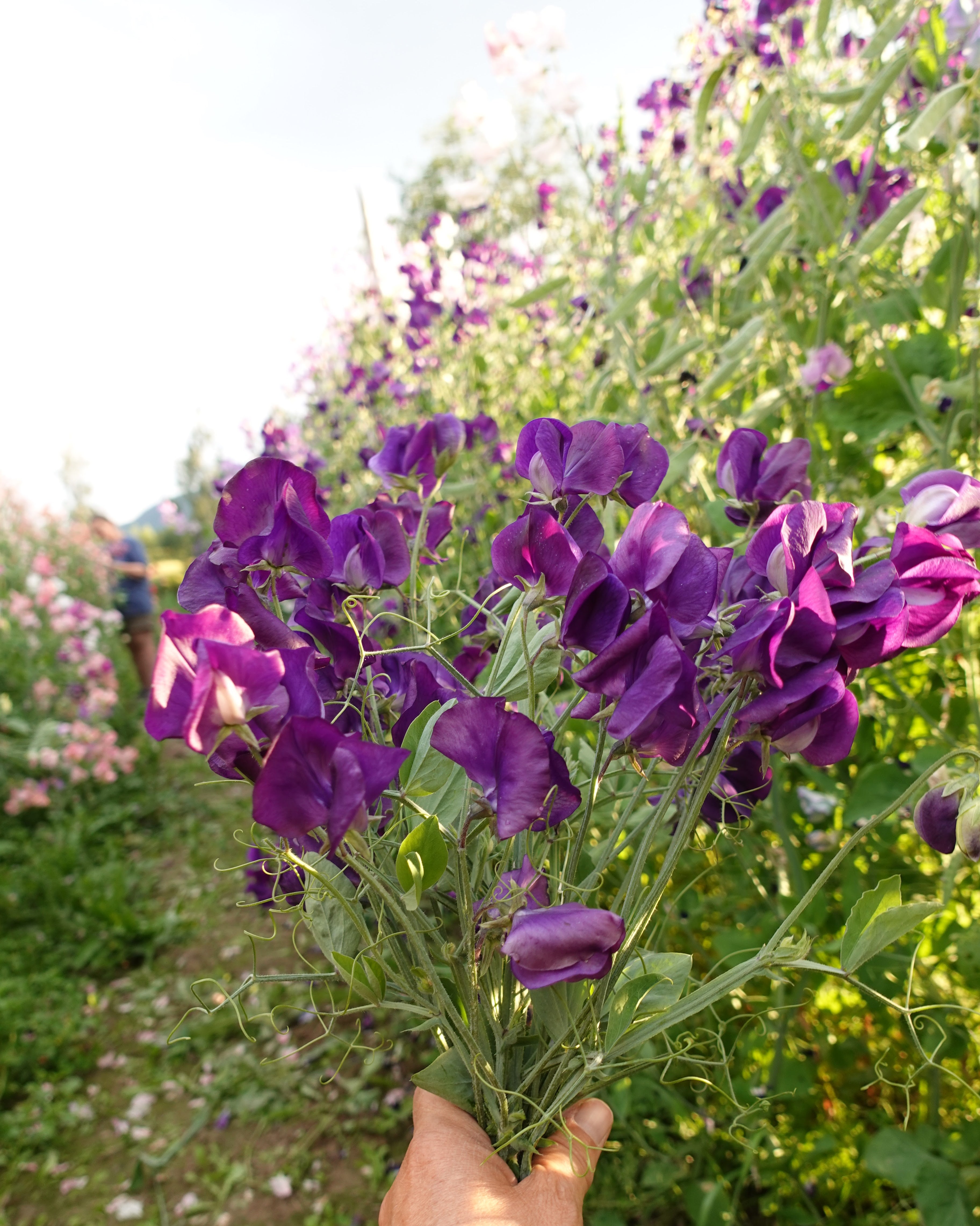 Erteblomst Top Hat - elegante mørkeblå blomster