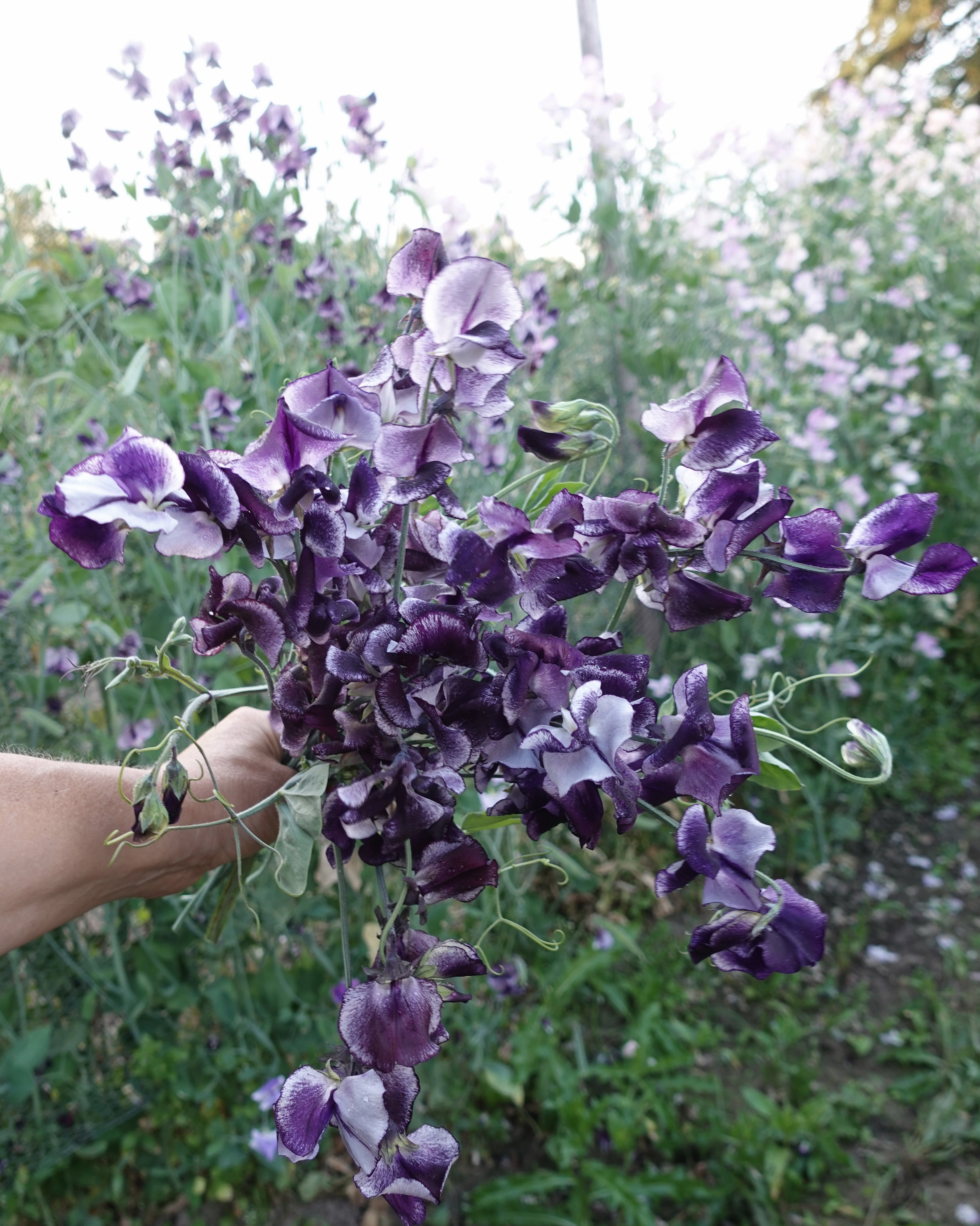 Erteblomst Nimbus med flakete mønster i blått og hvitt i hagen