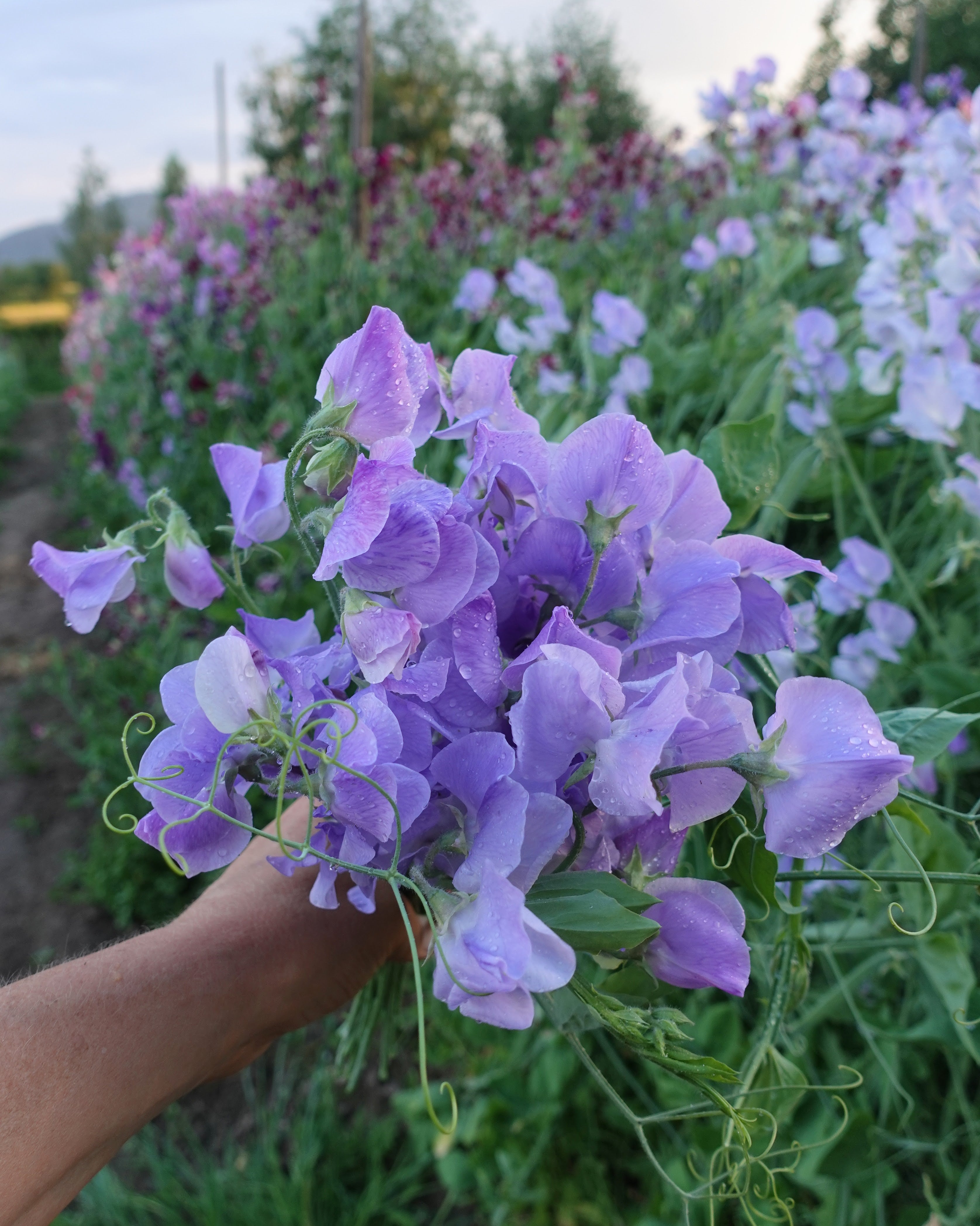 Winter Sunshine Light Blue erteblomst frø - ettårig klatreplante for hagen