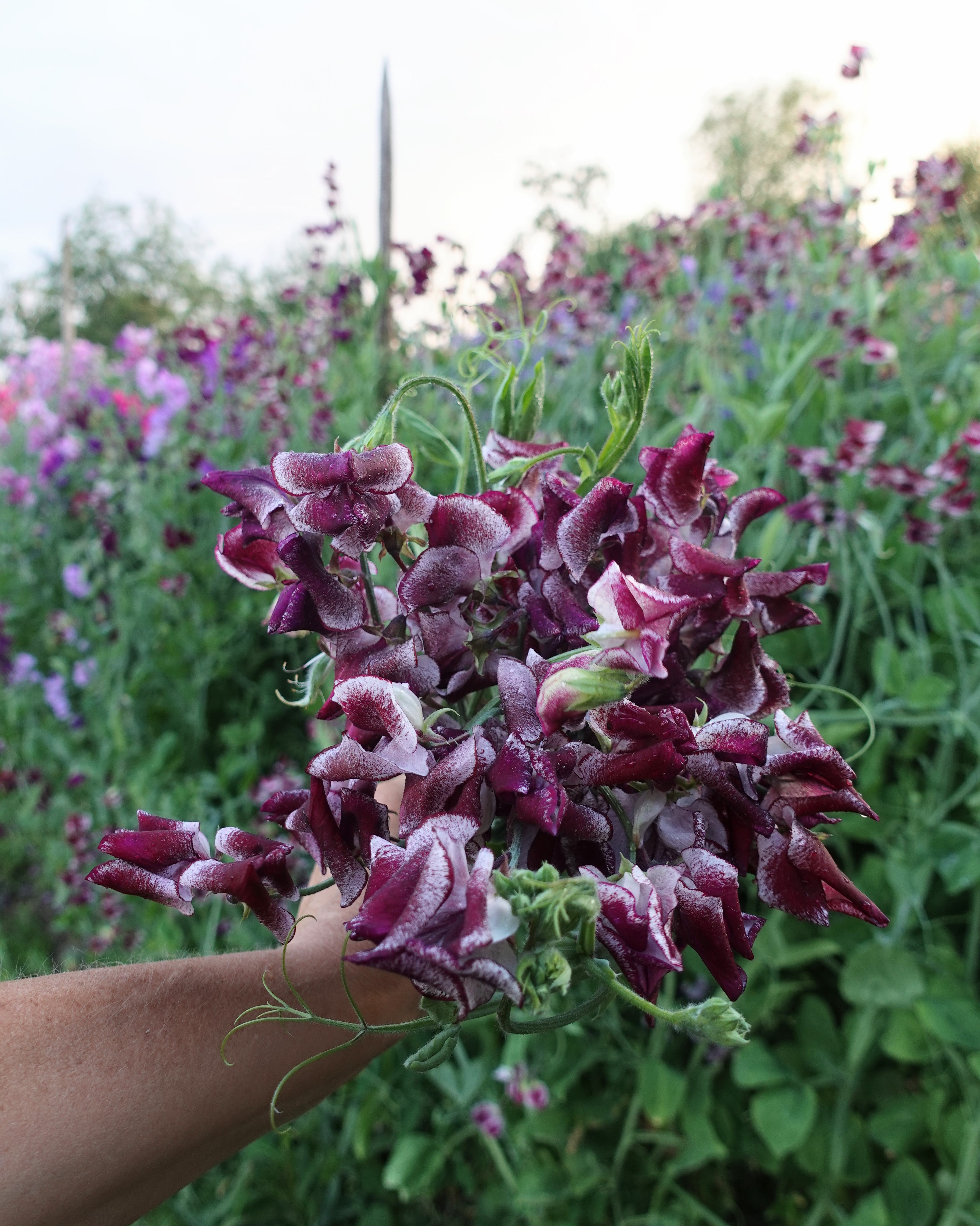Erteblomst Wiltshire Ripple med hvite blomster og burgunder til sjokoladebrune tegninger