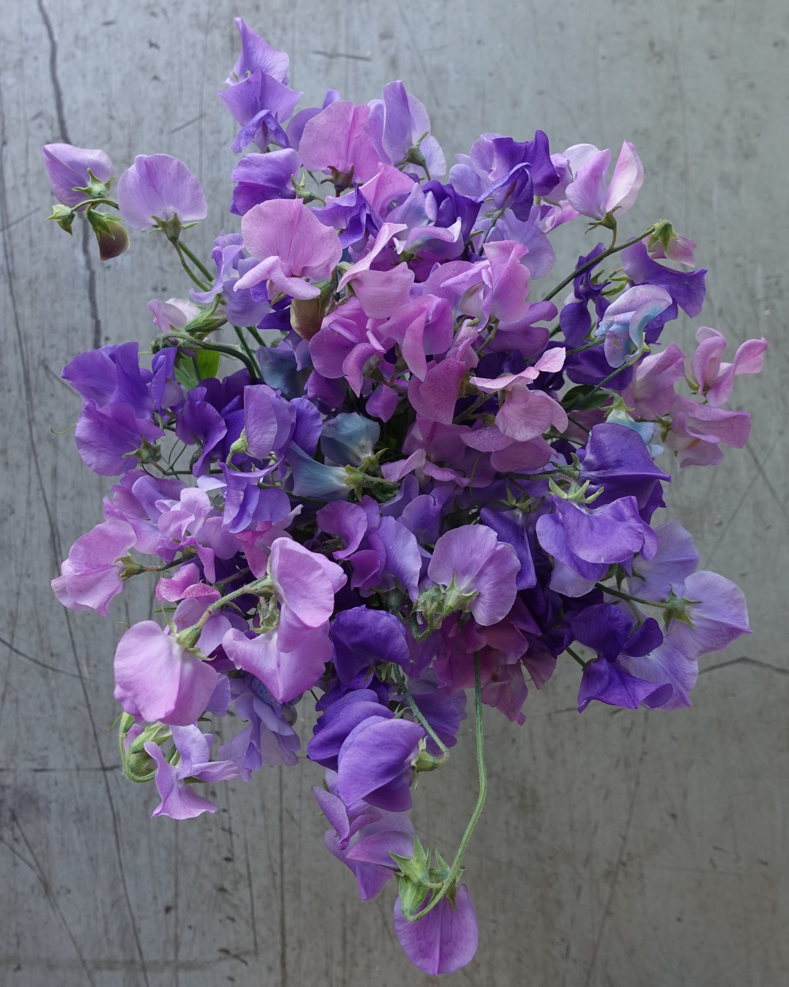 Erteblomst Skarnesmiks Blå i hagen med blå blomster