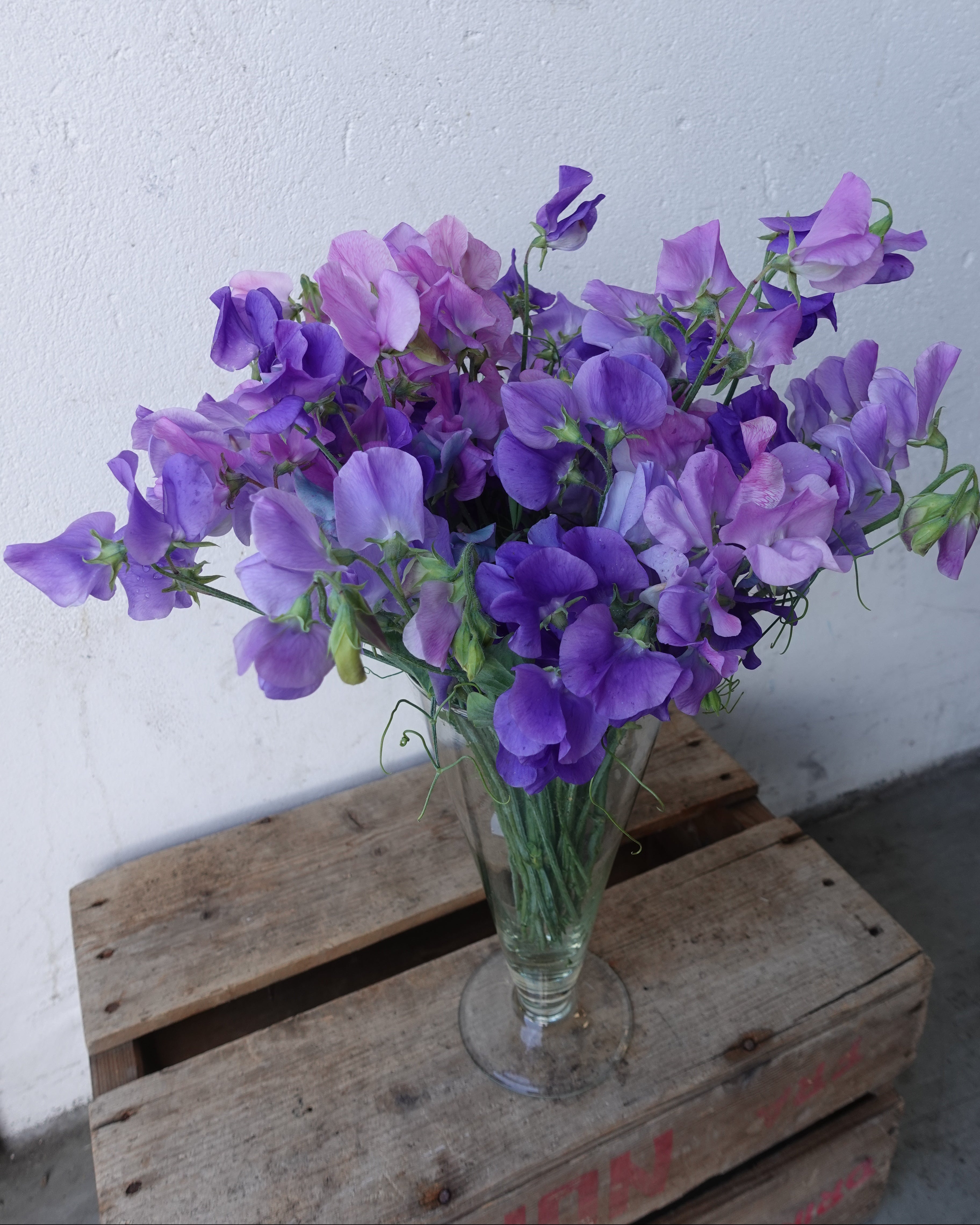 Erteblomst Skarnesmiks Blå - detaljbilde av blå erteblomster
