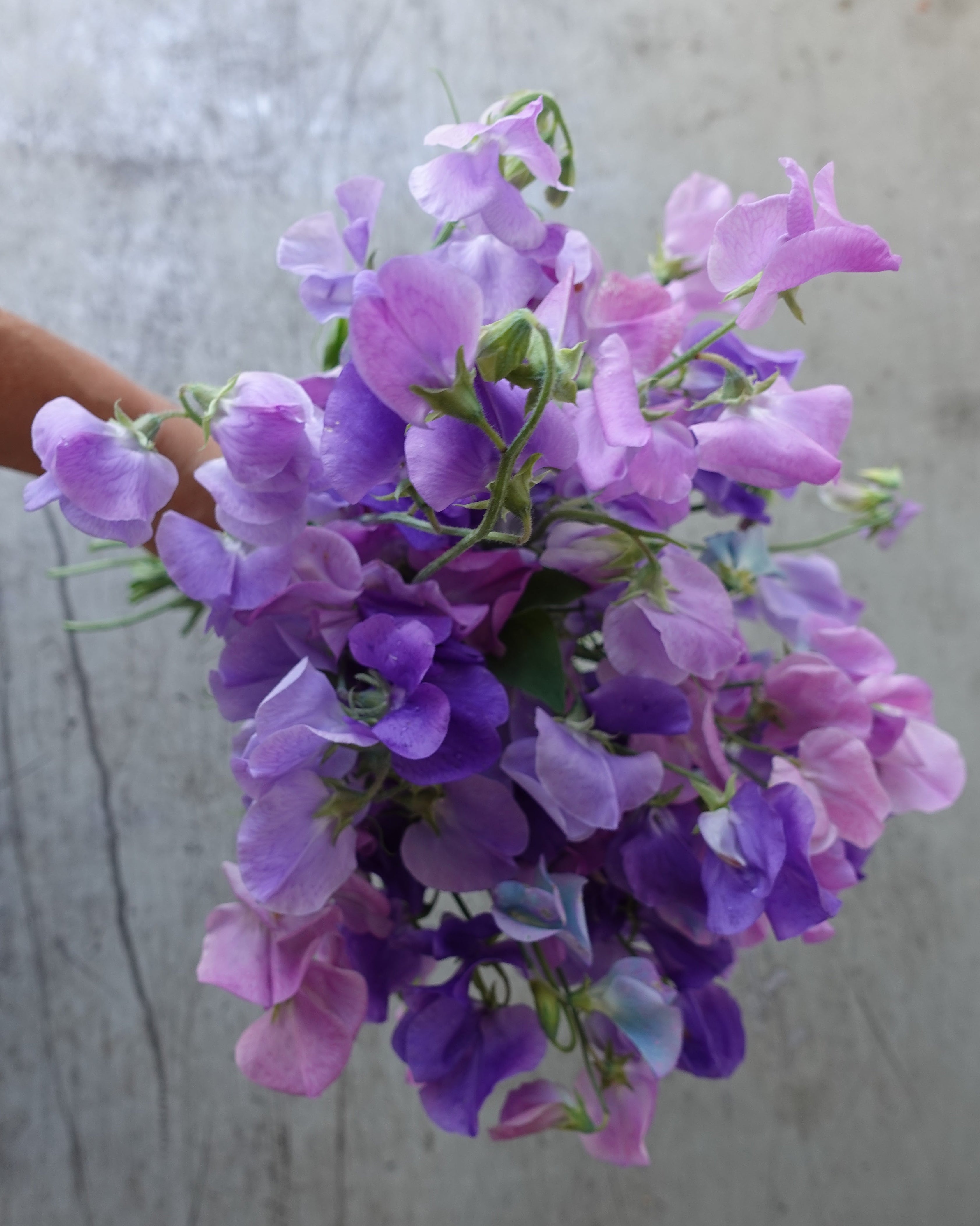 Erteblomst Skarnesmiks Blå med store blomster i vakre blå nyanser