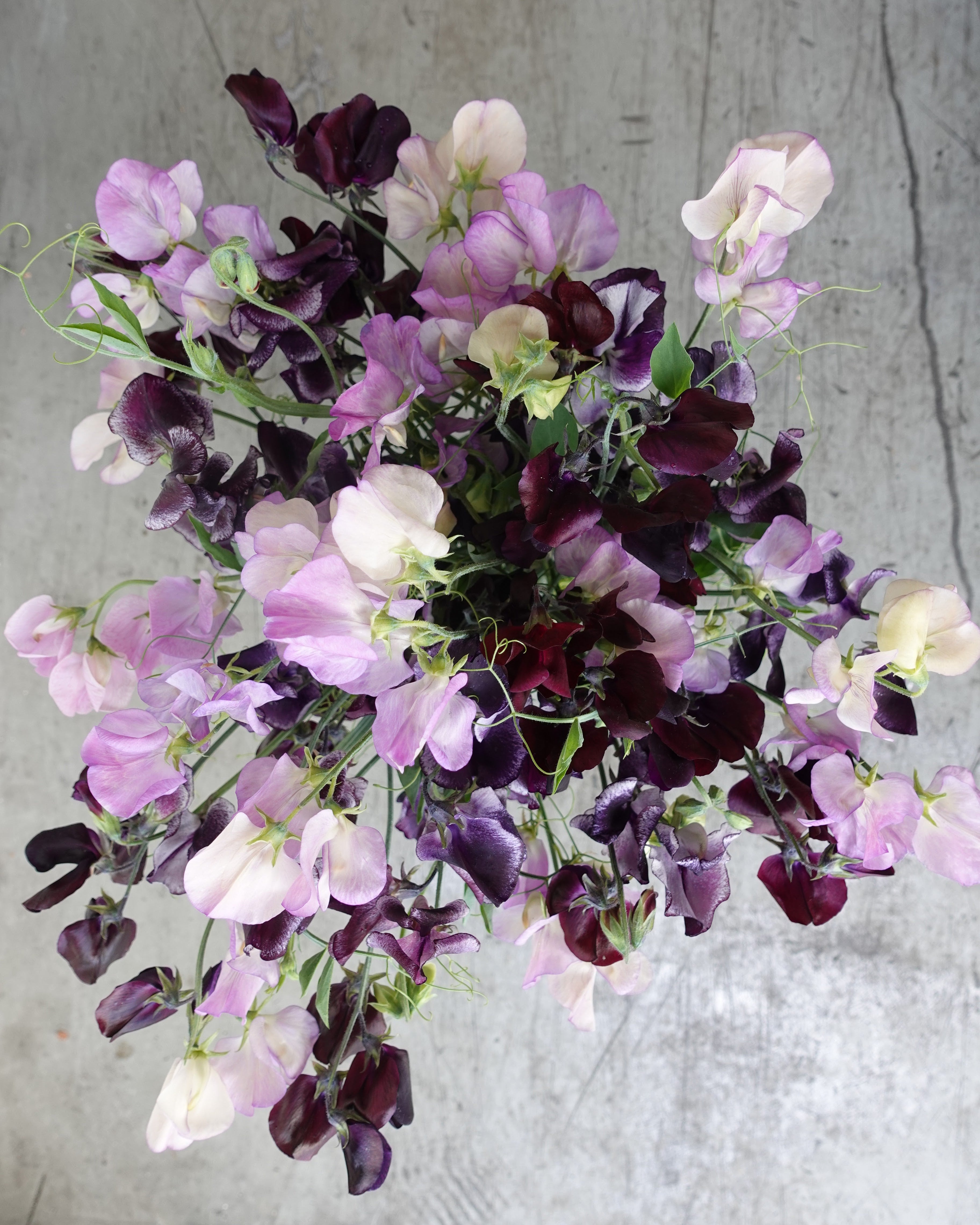 Erteblomst Skarnesmiks Lys og Mørk - nærbilde av lyse og mørke erteblomster