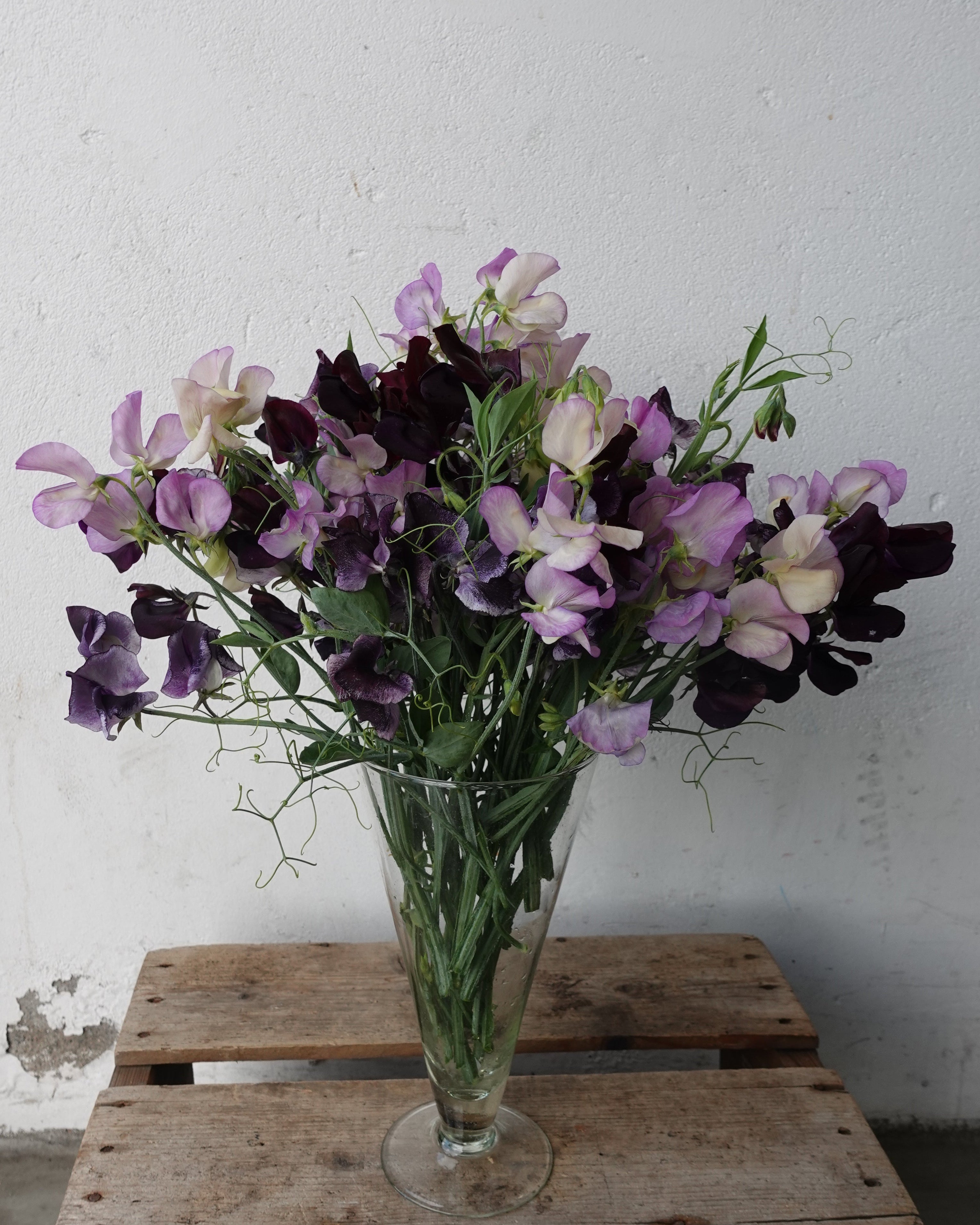 Erteblomst Skarnesmiks Lys og Mørk i hagen med varierende fargetoner