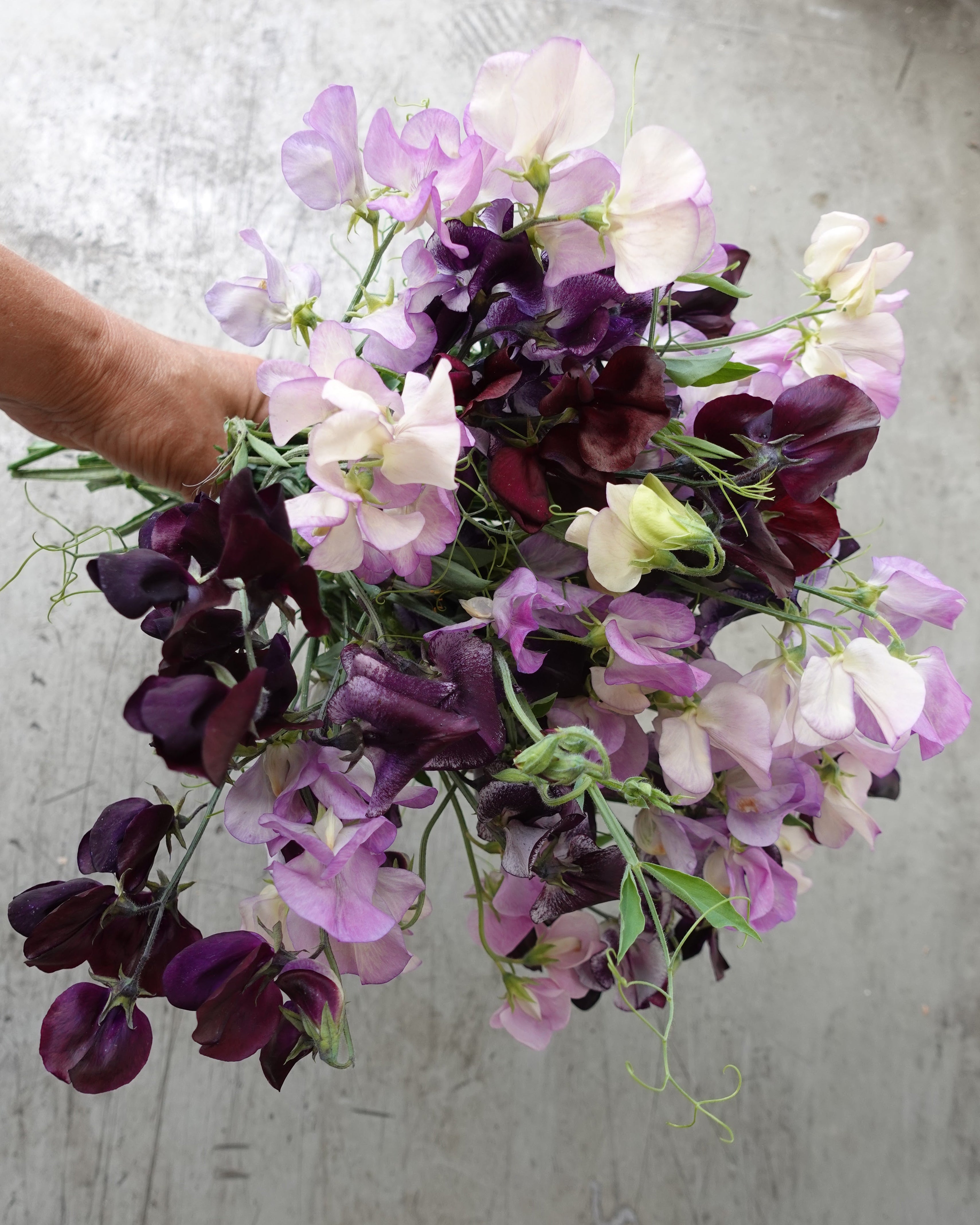 Erteblomst Skarnesmiks Lys og Mørk - detaljbilde av lyse og mørke erteblomster