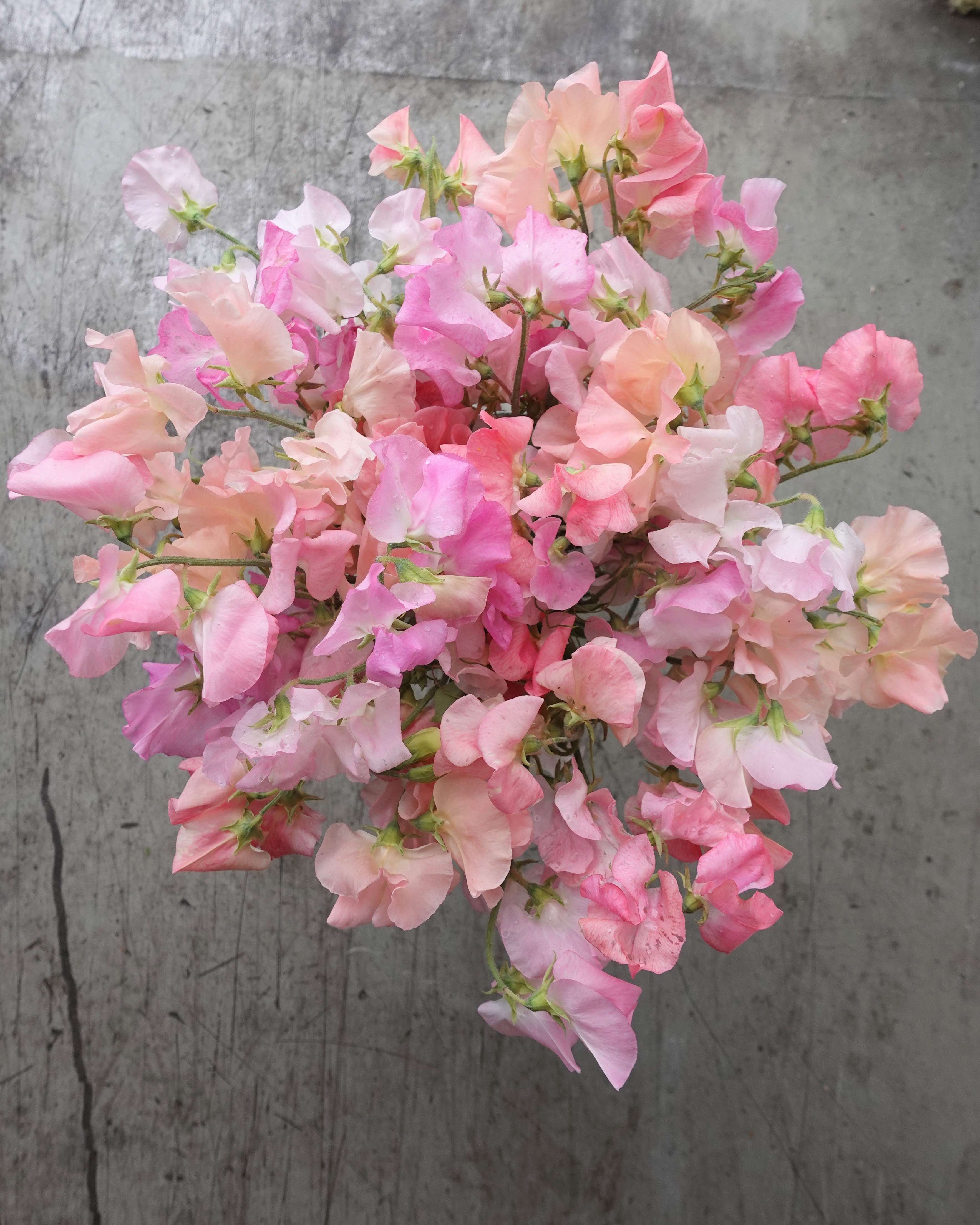 Erteblomst Skarnesmiks Fersken og Rosa med store blomster i fersken og rosa toner