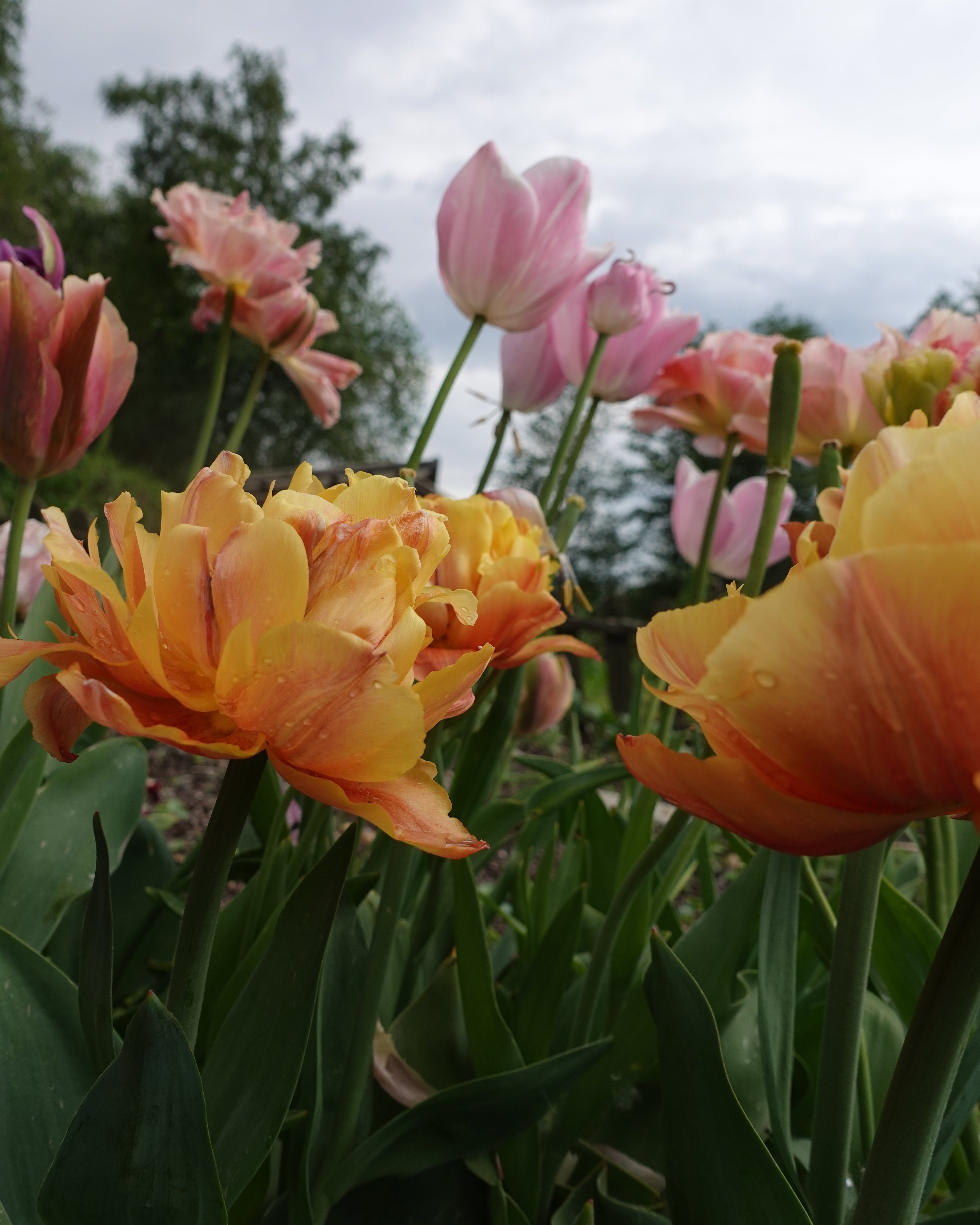 Tulipan Valdivia – gruppe av fylte sene tulipaner i gyllent oransje, høyde ca. 40 cm