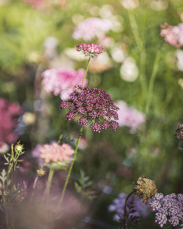 Daucus Dara – høy, slank ettårig blomst med flate blomsterskjermer i dempet rosa, krem og burgunder