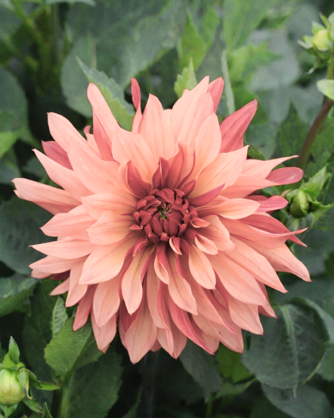 Dorita er en dekorativ georgine med et rolig og harmonisk fargespill i myke toner av rosa og fersken.