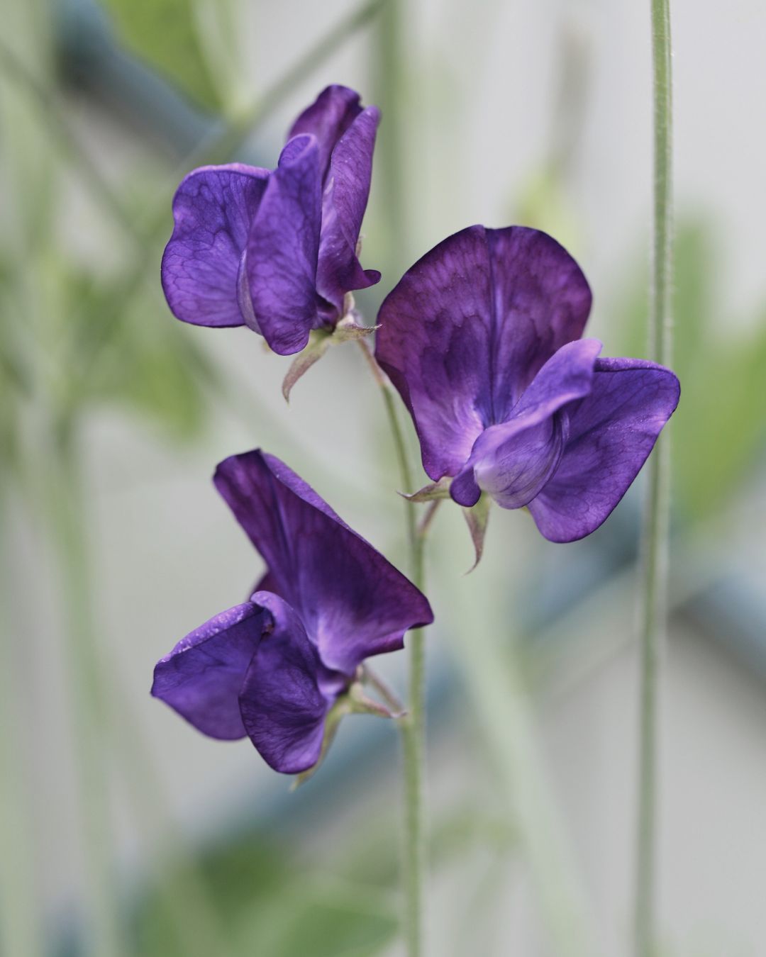 Erteblomst Lord Nelson frøpakke fra Blomsterhagen