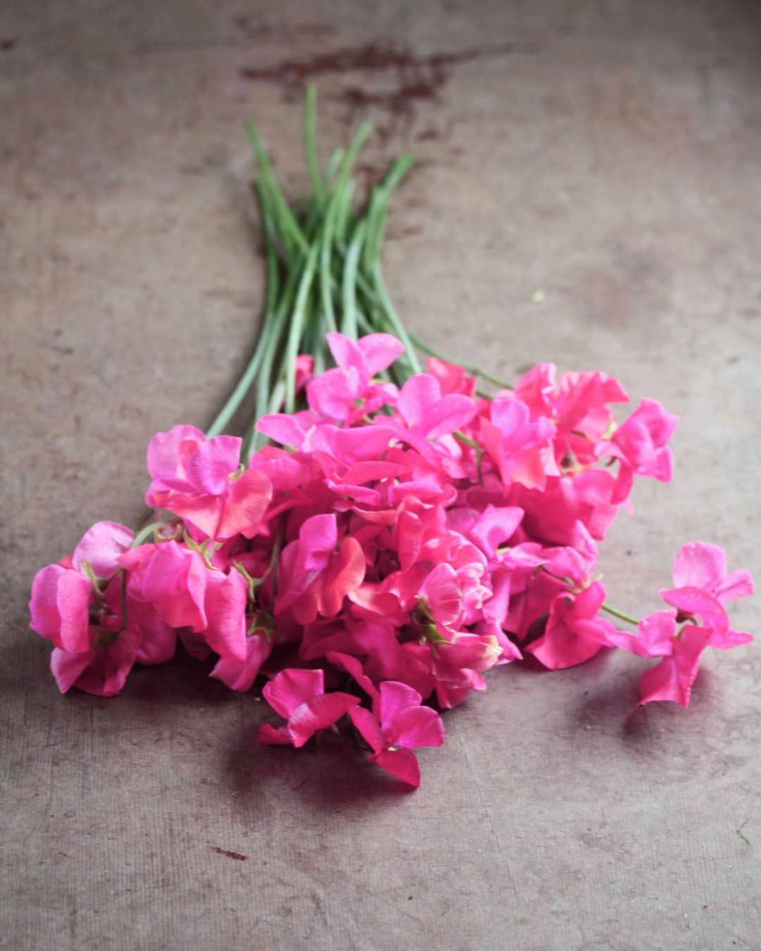 Erteblomst Milly i bukett - magentafargede erteblomster som snittblomst