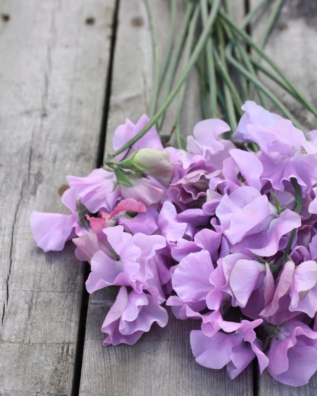 Erteblomst Royal Lavender - elegante lavendelblå blomster