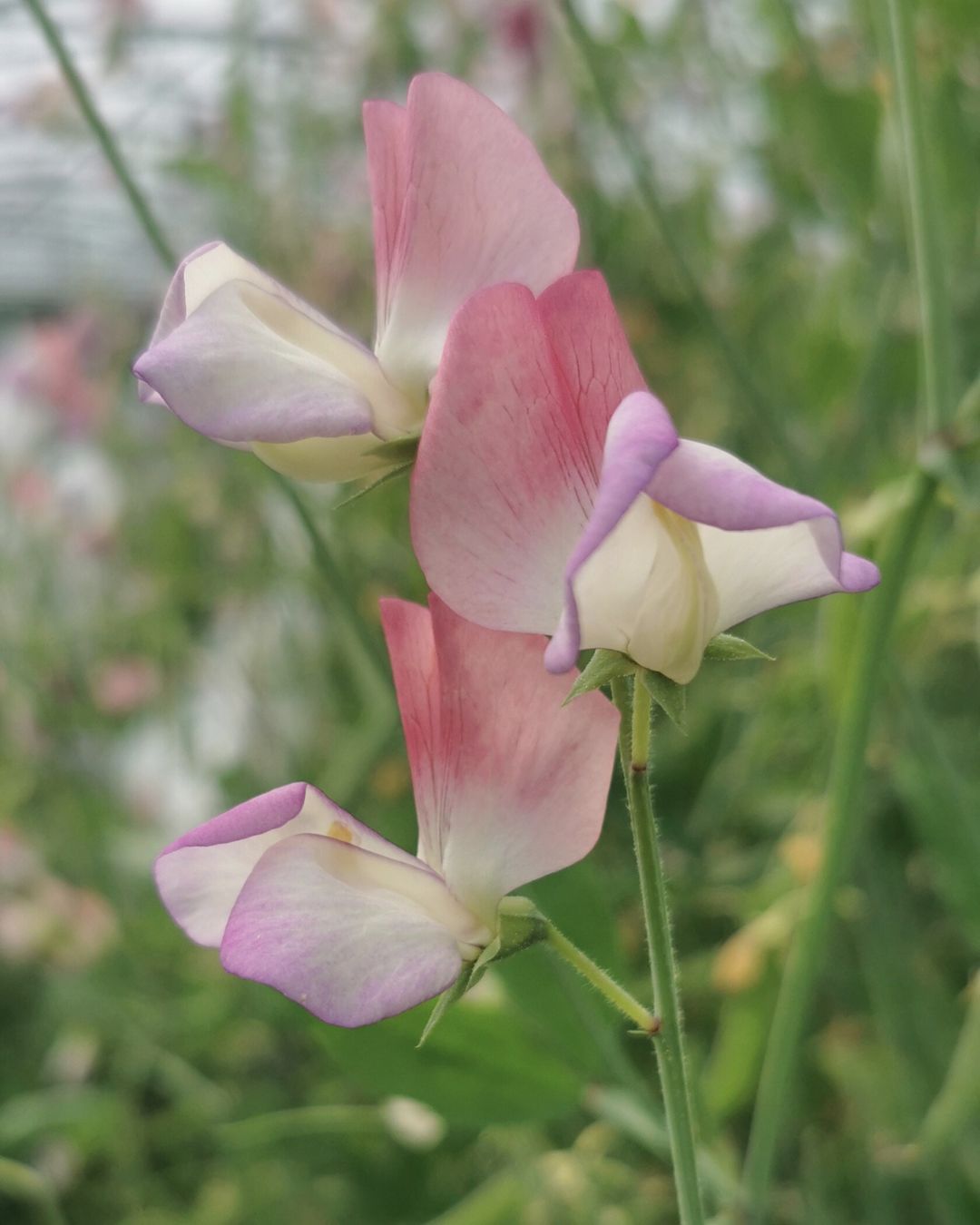 Erteblomst Spanish Dancer frøpakke - ettårig klatreplante