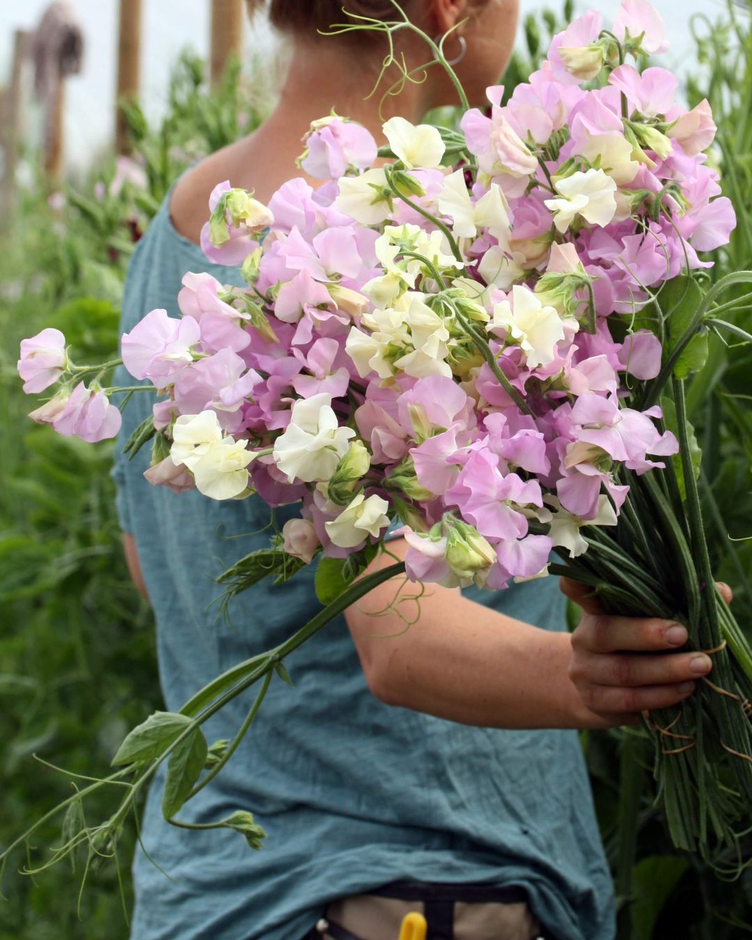 Erteblomst Winter Sunshine Opal klatreplante med duftende blomster