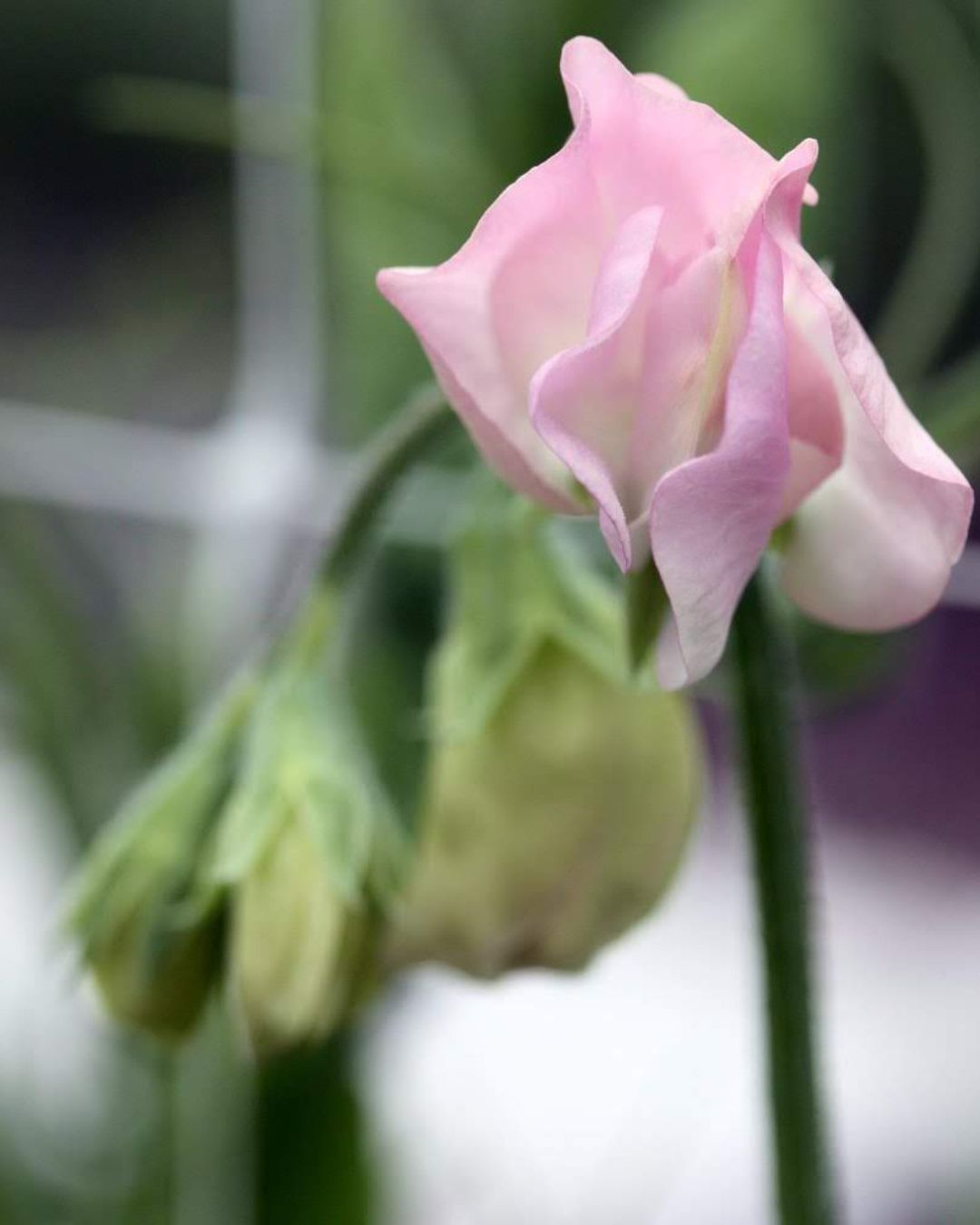 Nærbilde av Erteblomst Winter Sunshine Opal blomster i pastelltoner